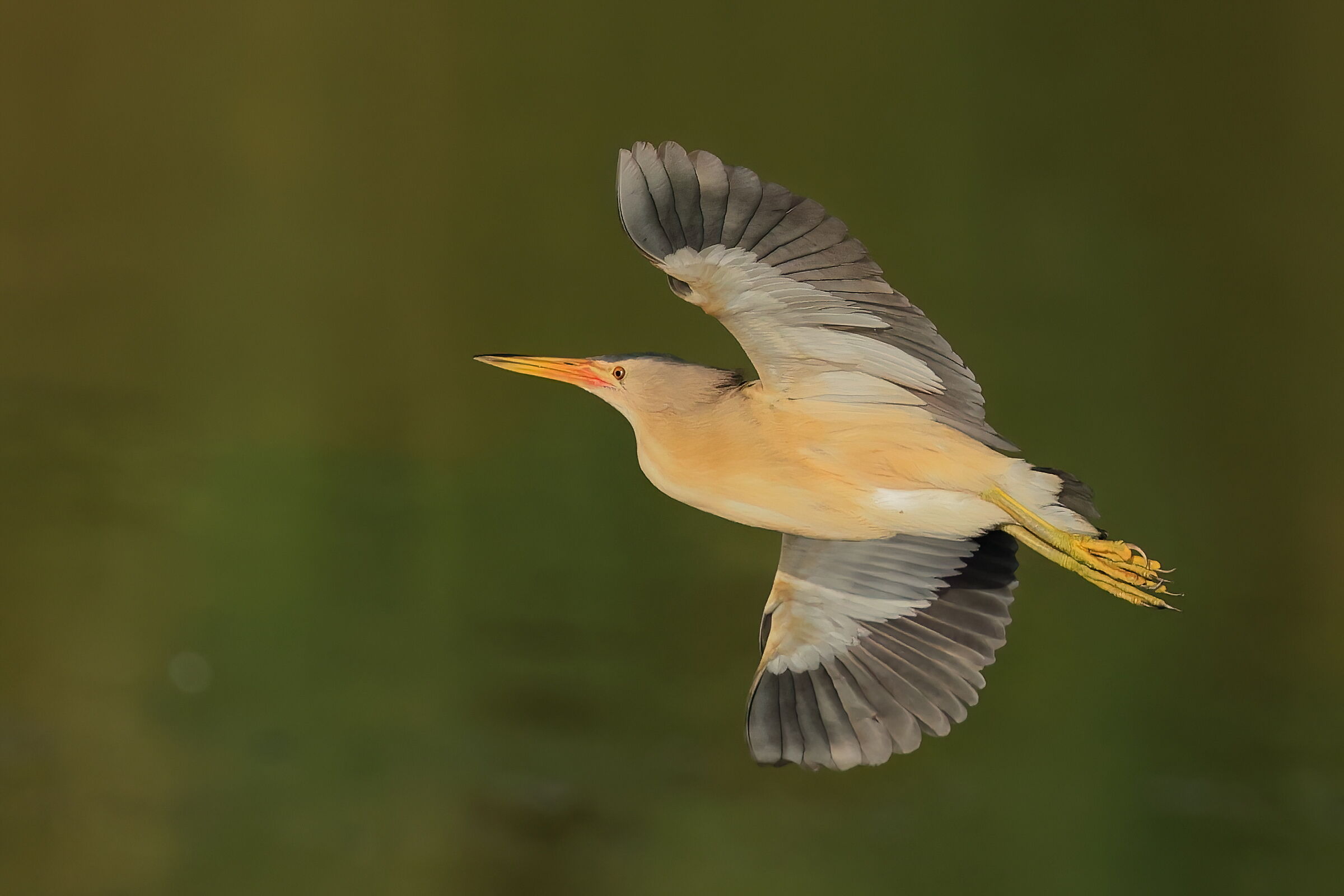 Alba di Estate nel canneto