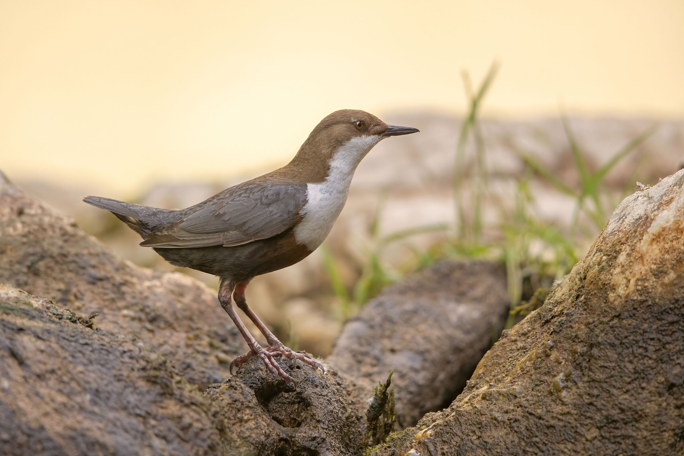 White-throated dipper