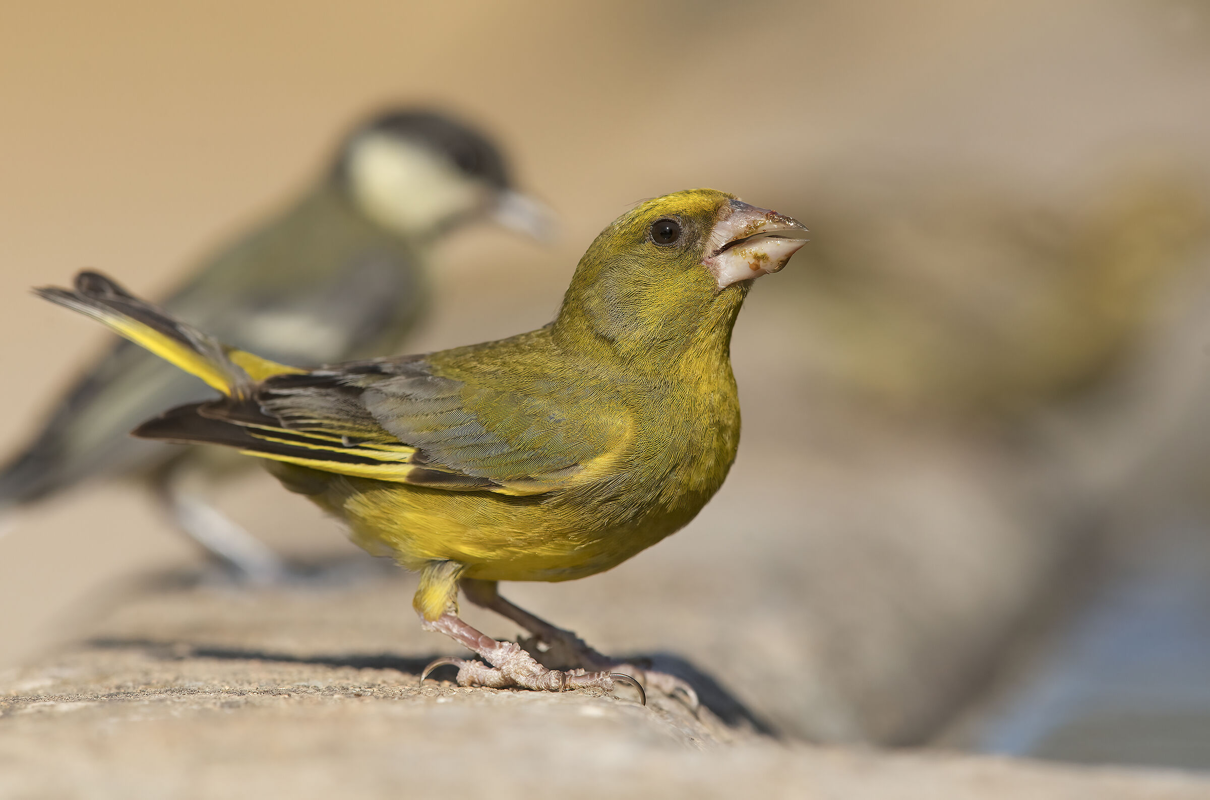 greenfinch...