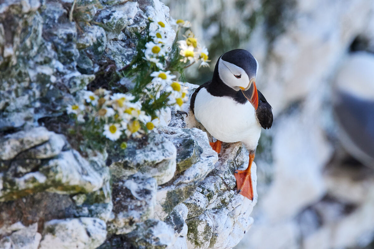 Puffin on the cliff