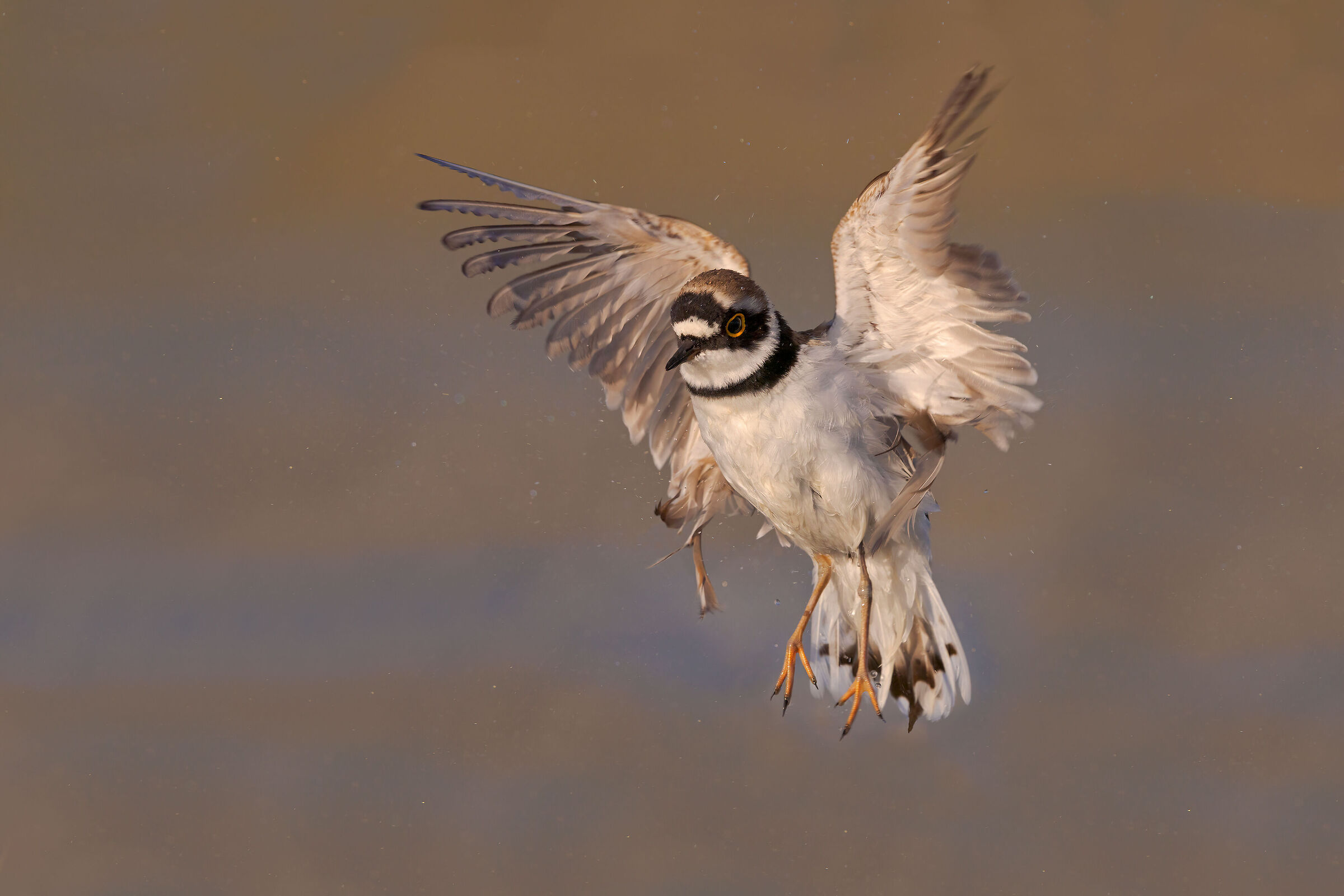 Little ringed plover
