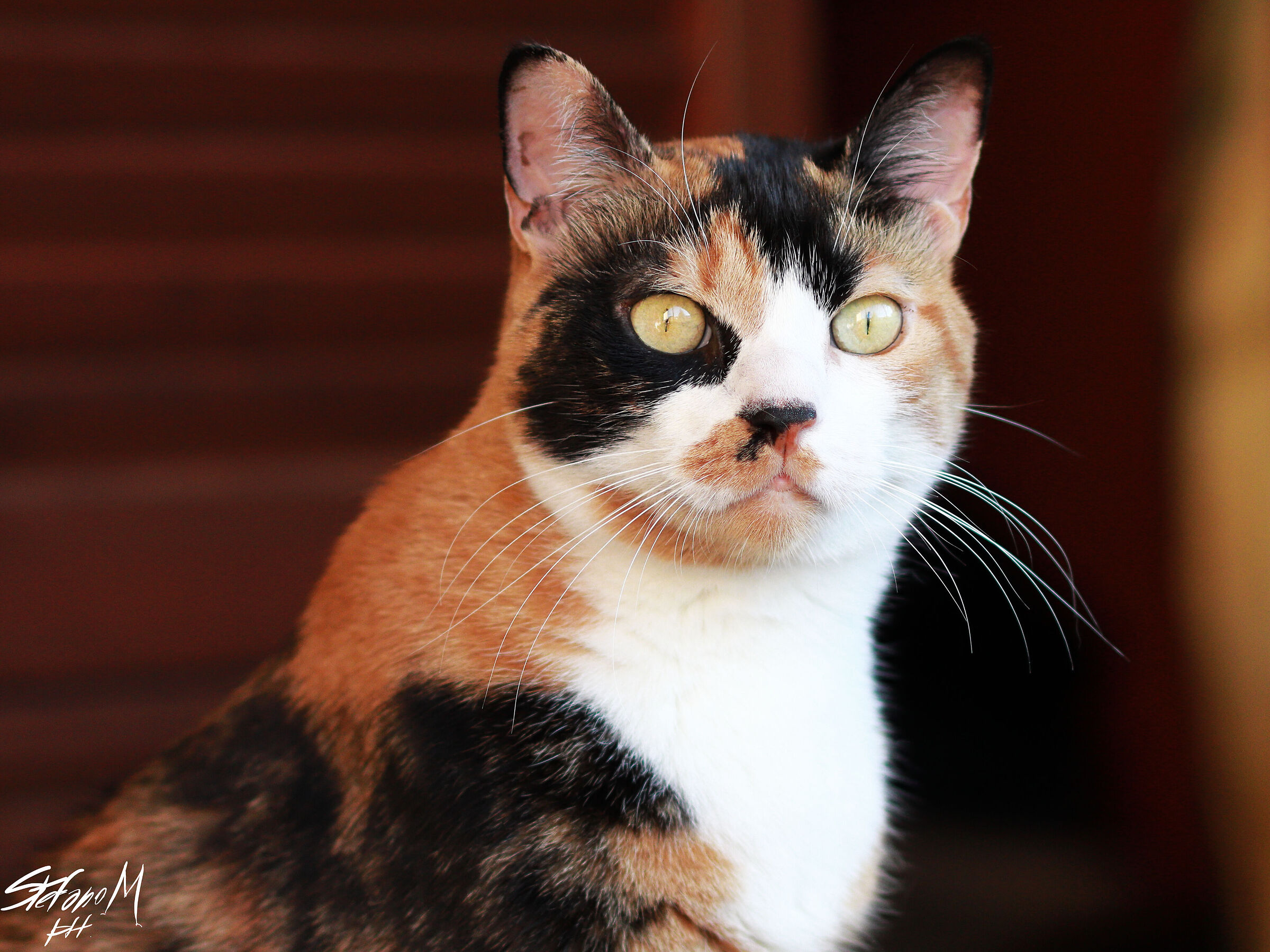 Portrait of Zoe
