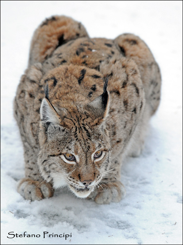 Lynx