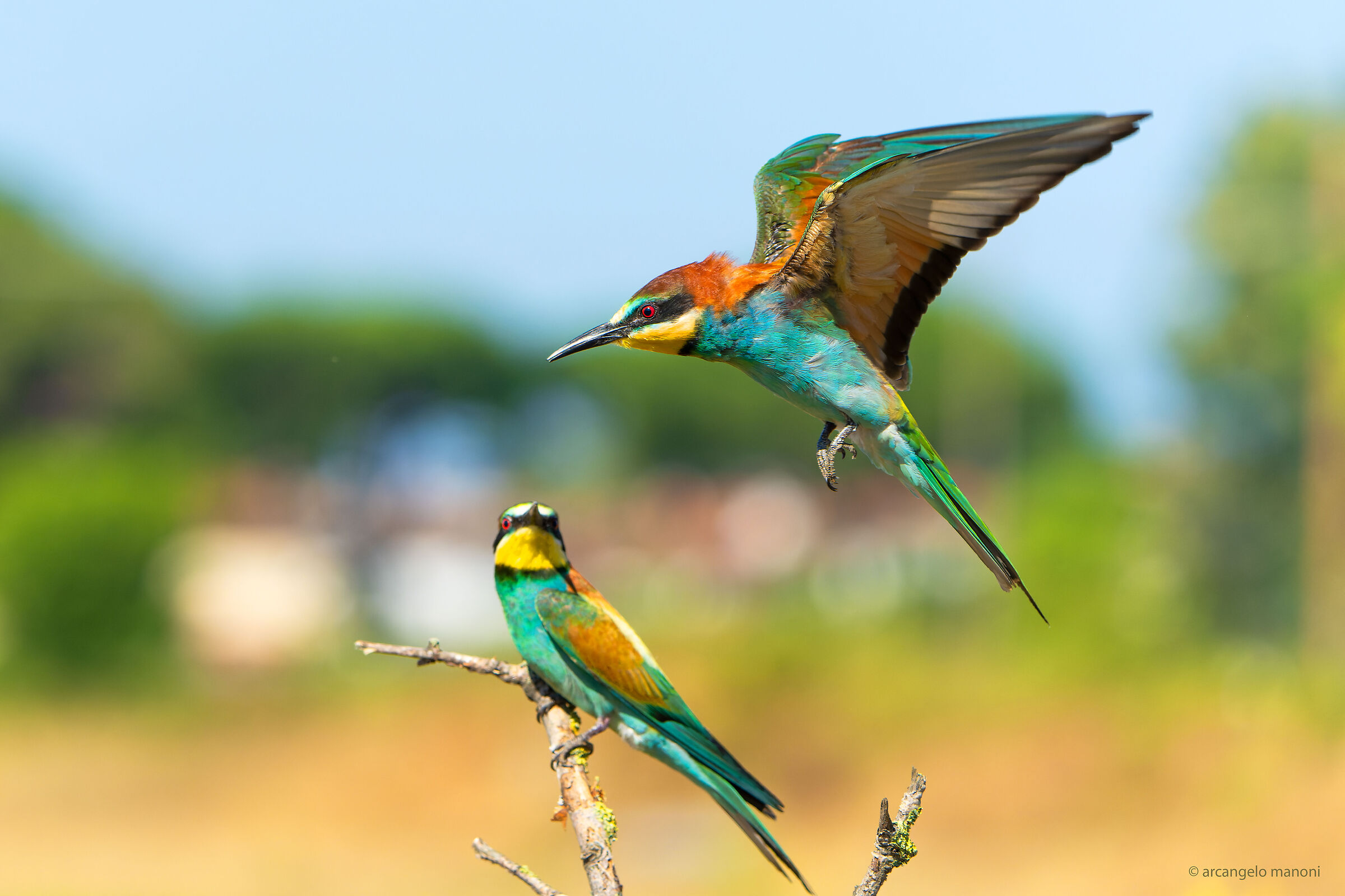 The overflight of the bee-eater