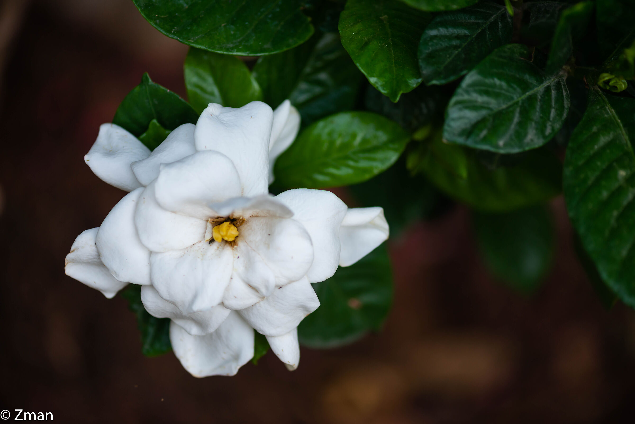 Gardenia Flower