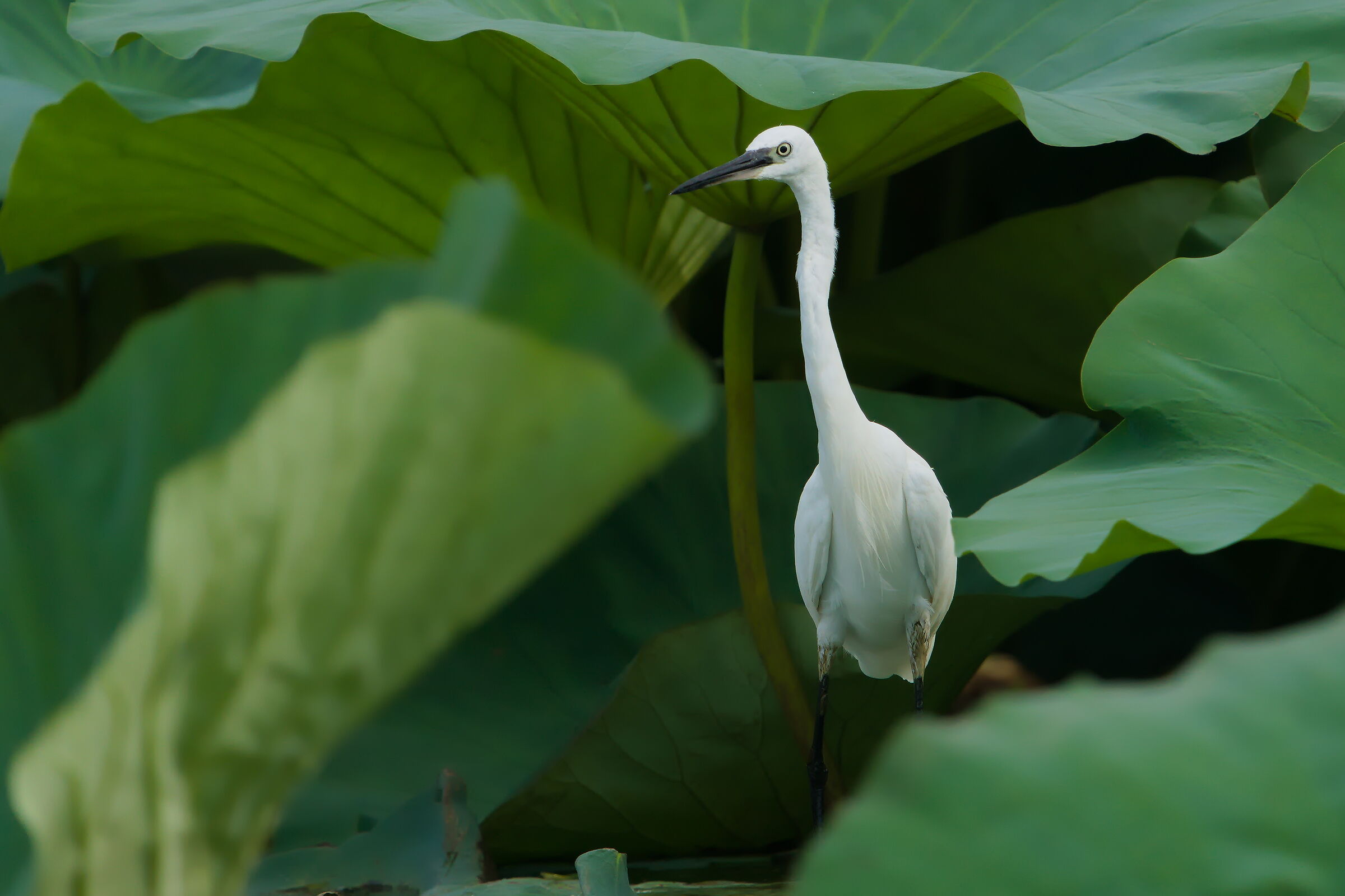 Egret
