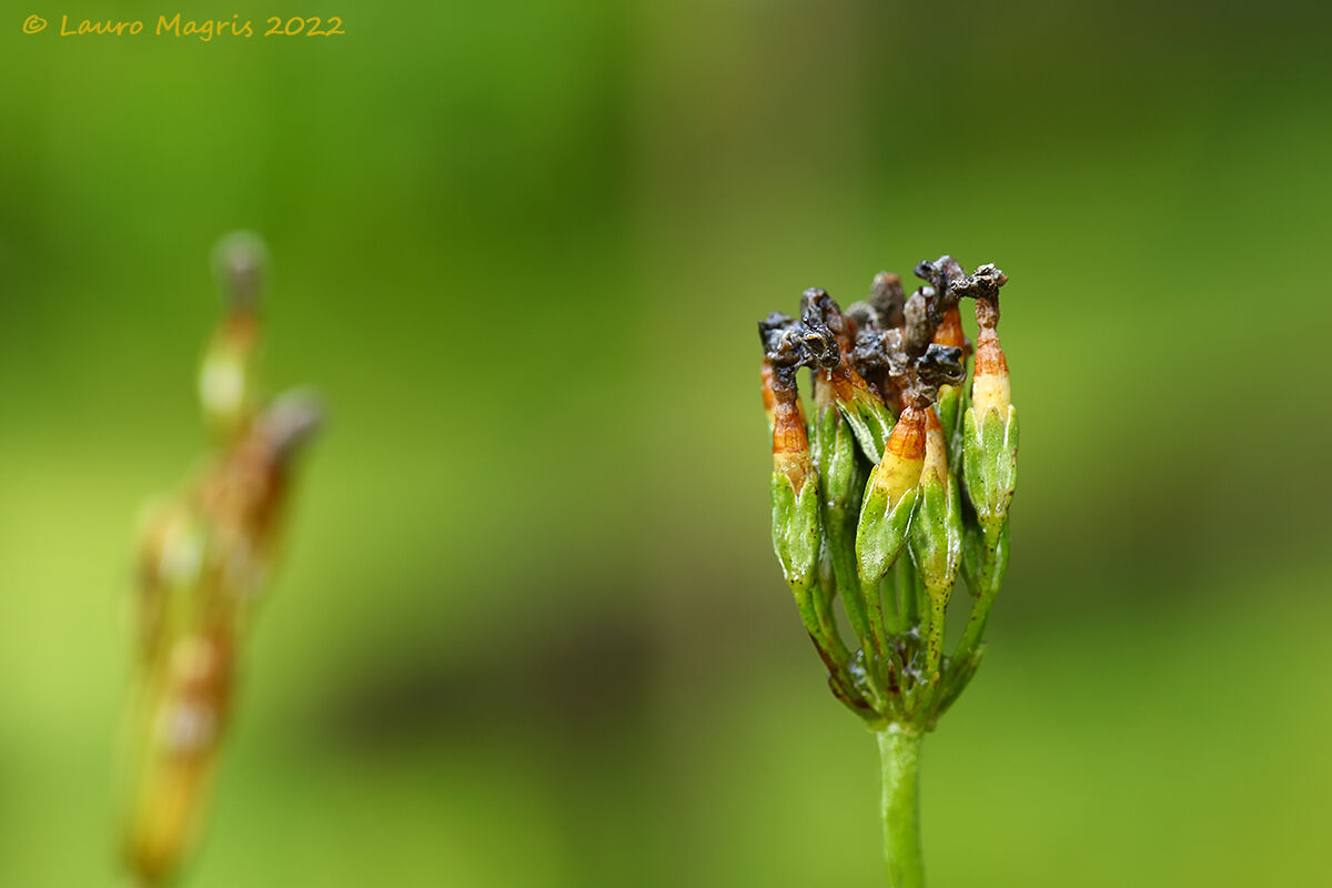 Primula farinosa (fu)