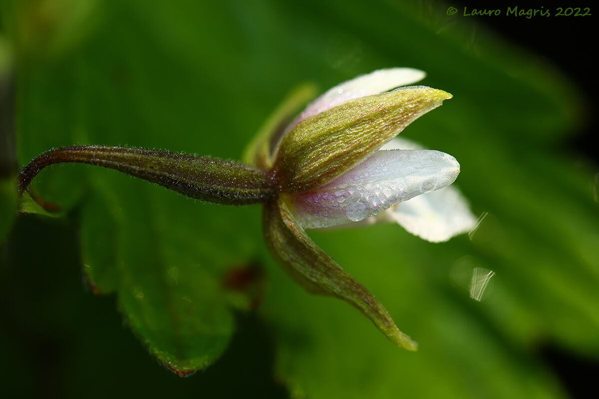 Marsh geranium