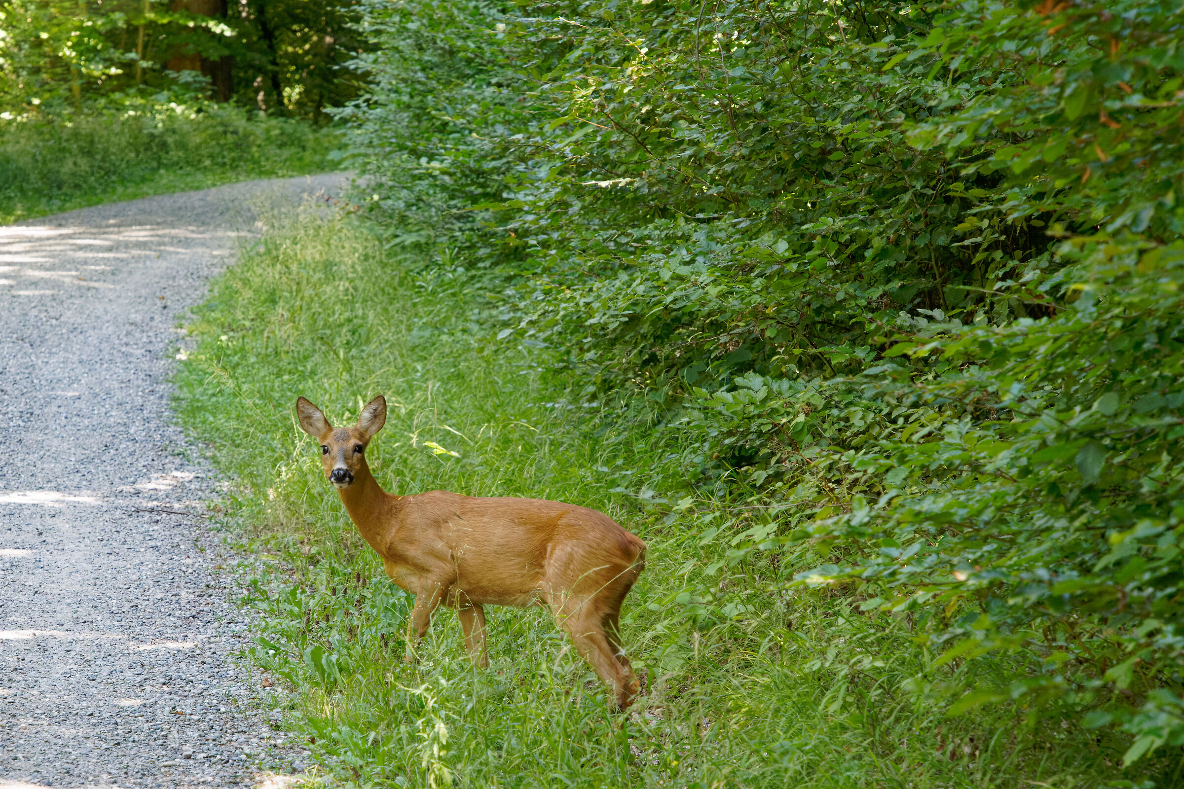 Deer