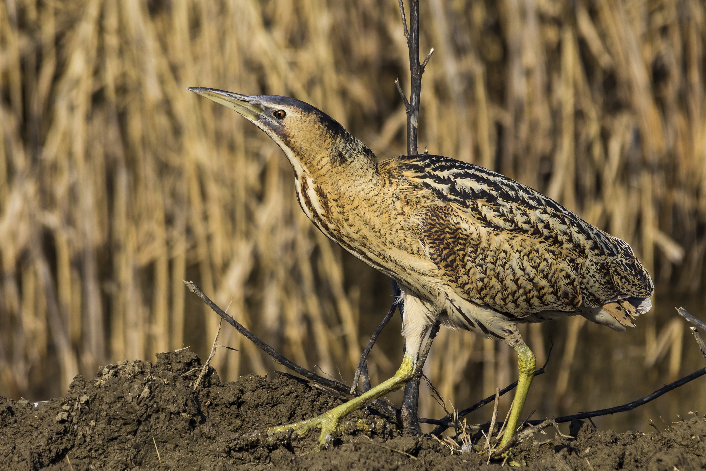 the last bittern