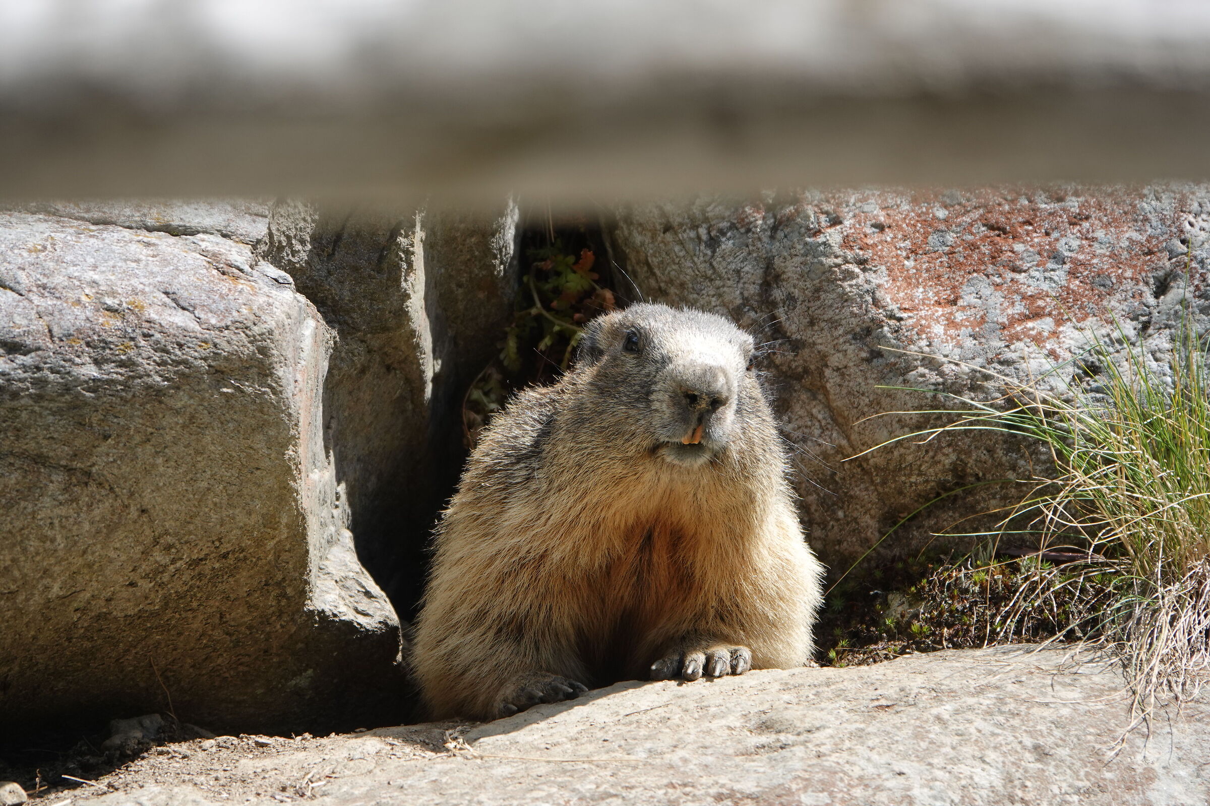 Marmotta di "pianura"...quota 1500 m
