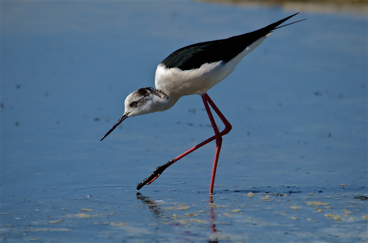 Cavaliere d'Italia - posa classica