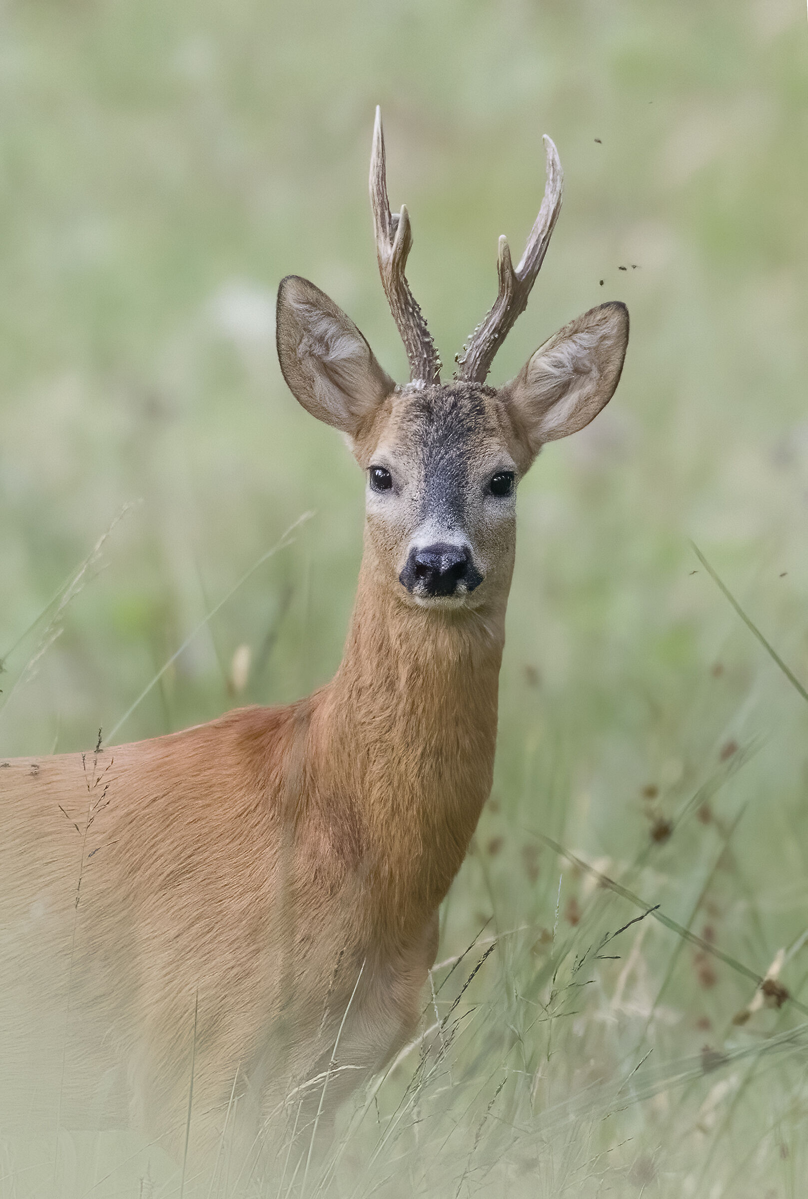 Portrait of the Prince