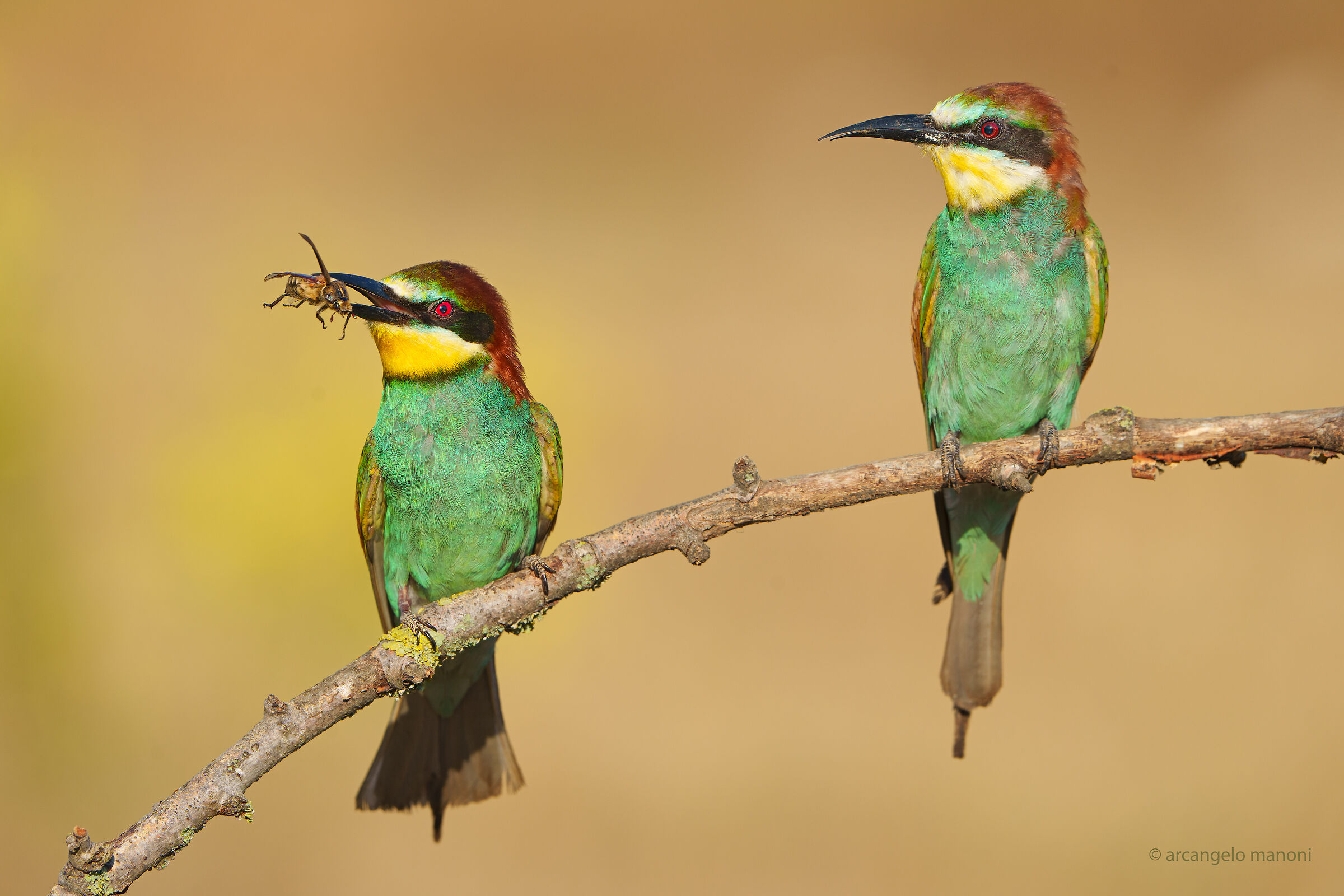 The wonderful world of bee-eaters