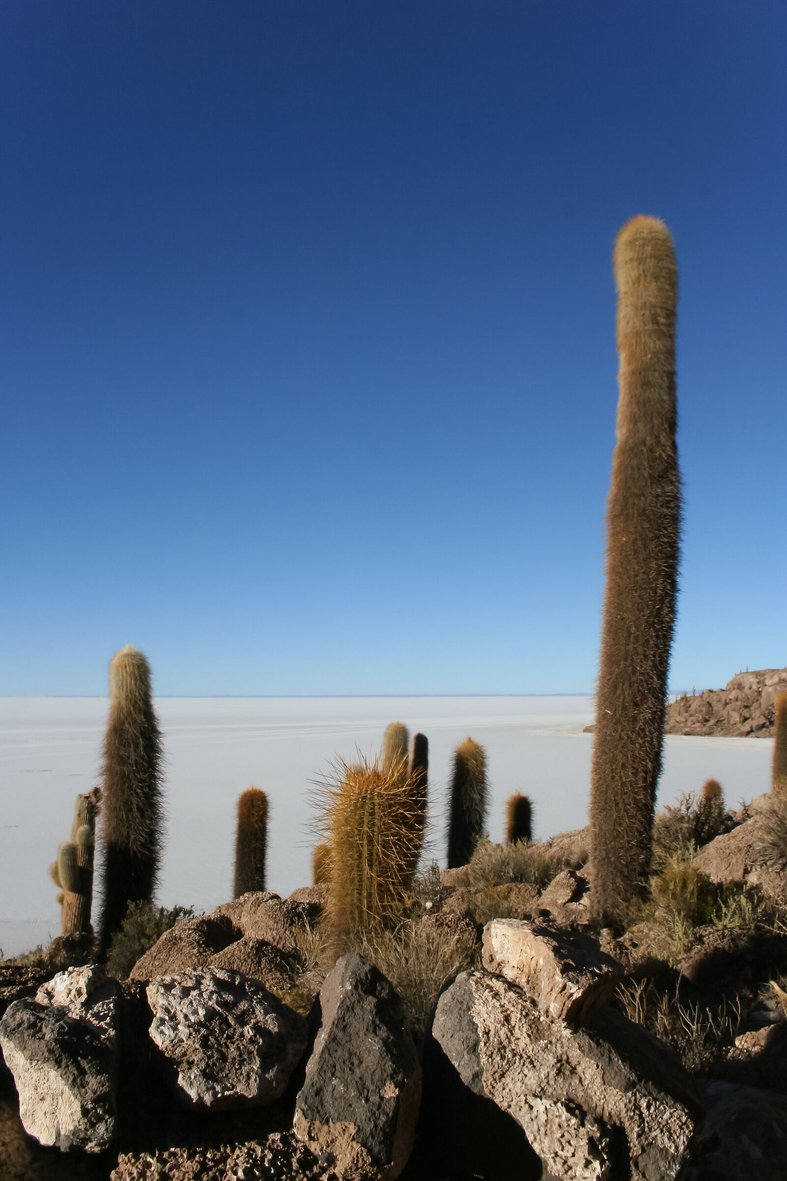 L'isola nel mare di sale