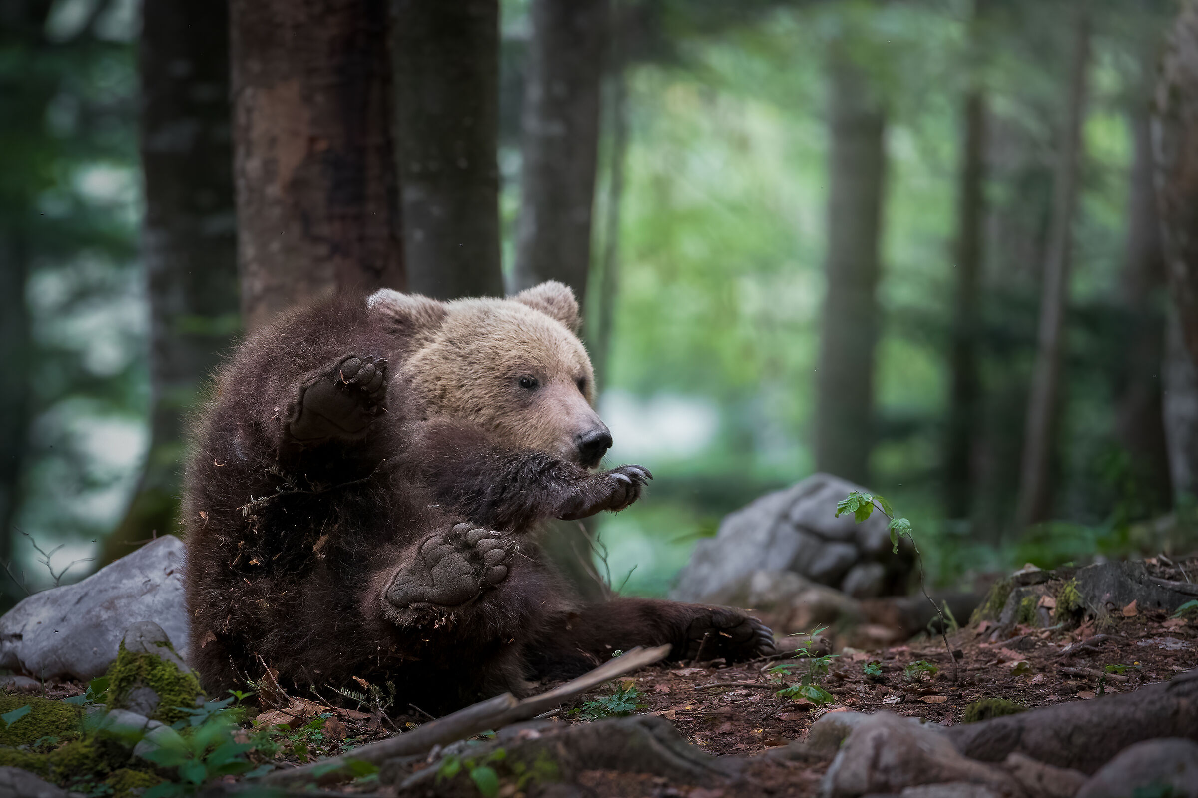 Capriole in the woods