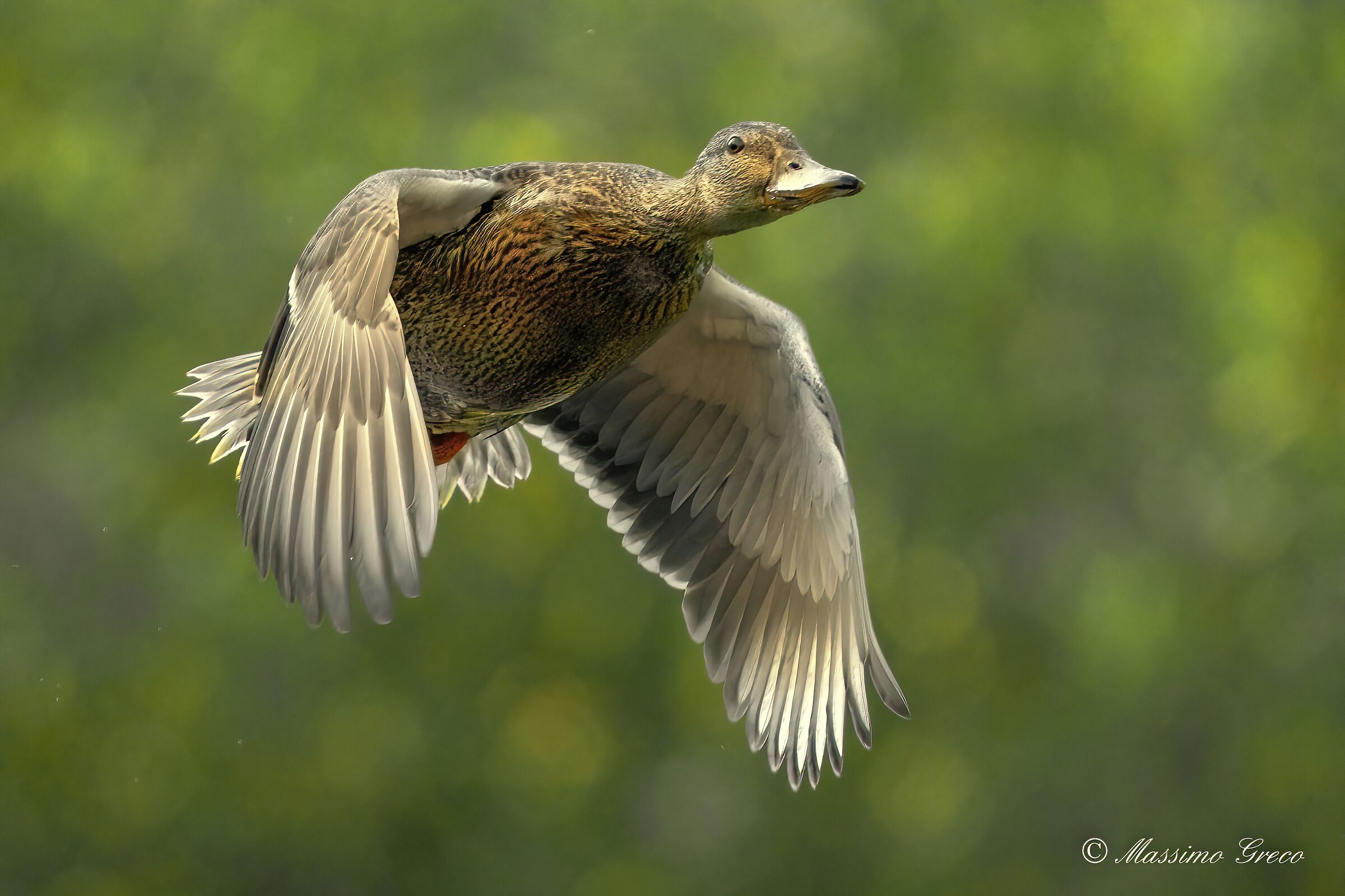 Germano reale (Anas platyrhynchos)