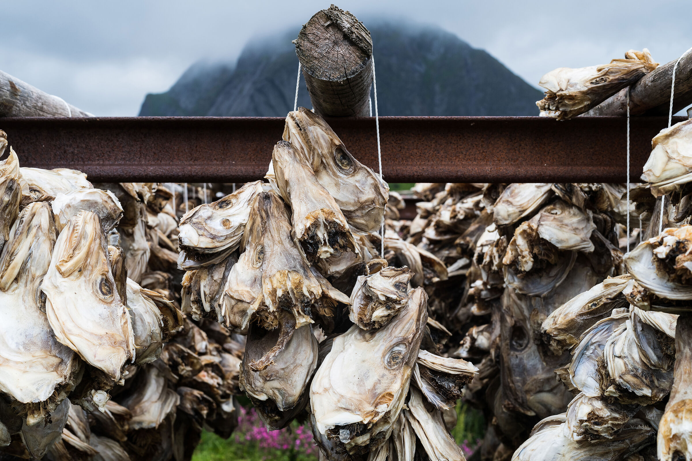 What remains of the stockfish