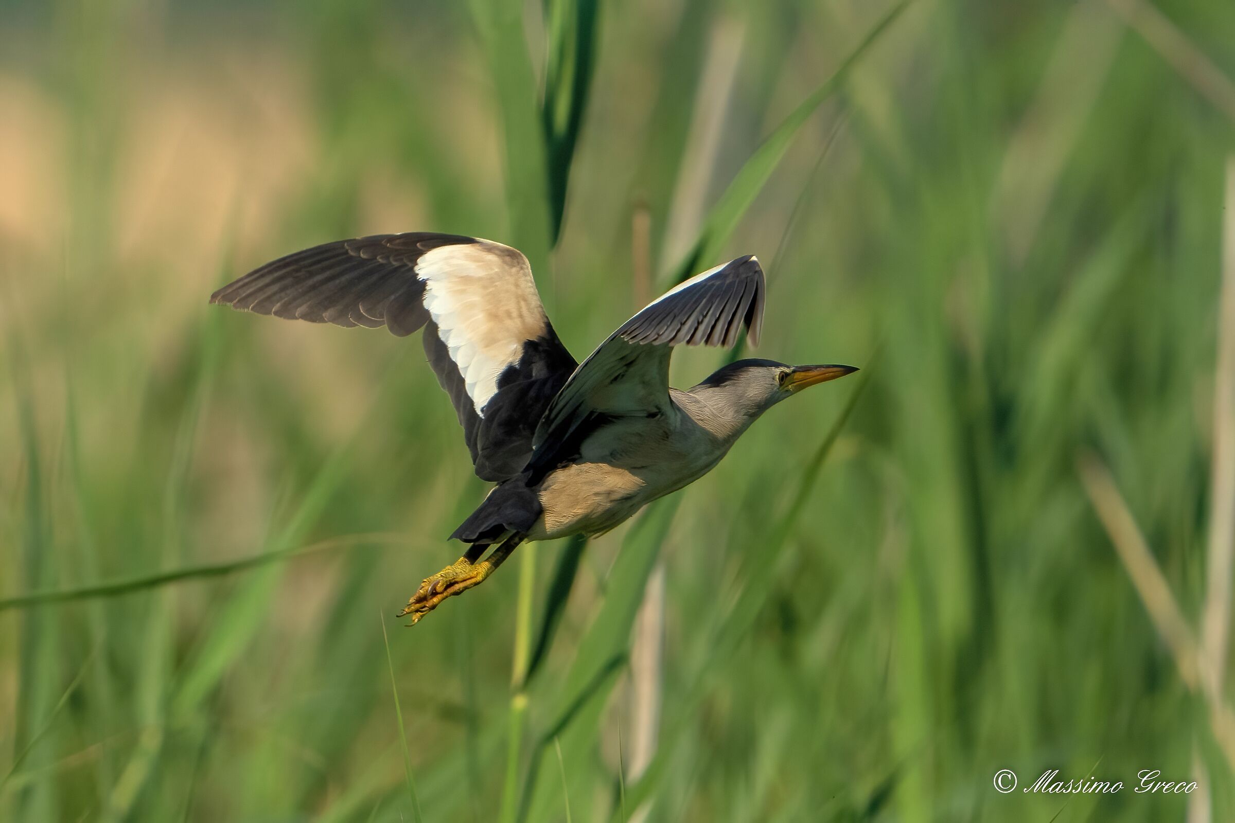 Tarabusino (Ixobrychus minutus)