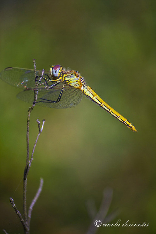 Libellula