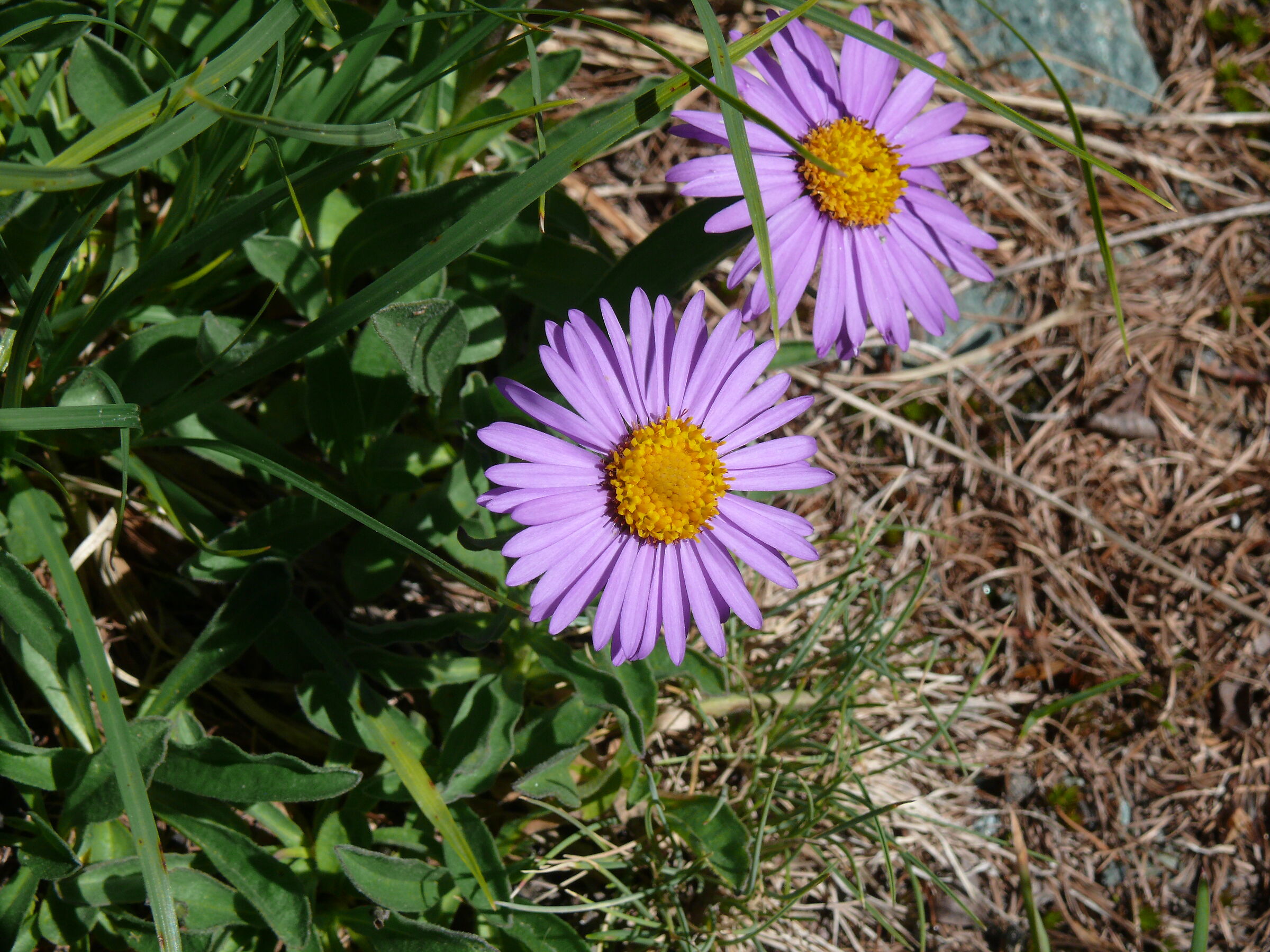 Astro delle Alpi per 2