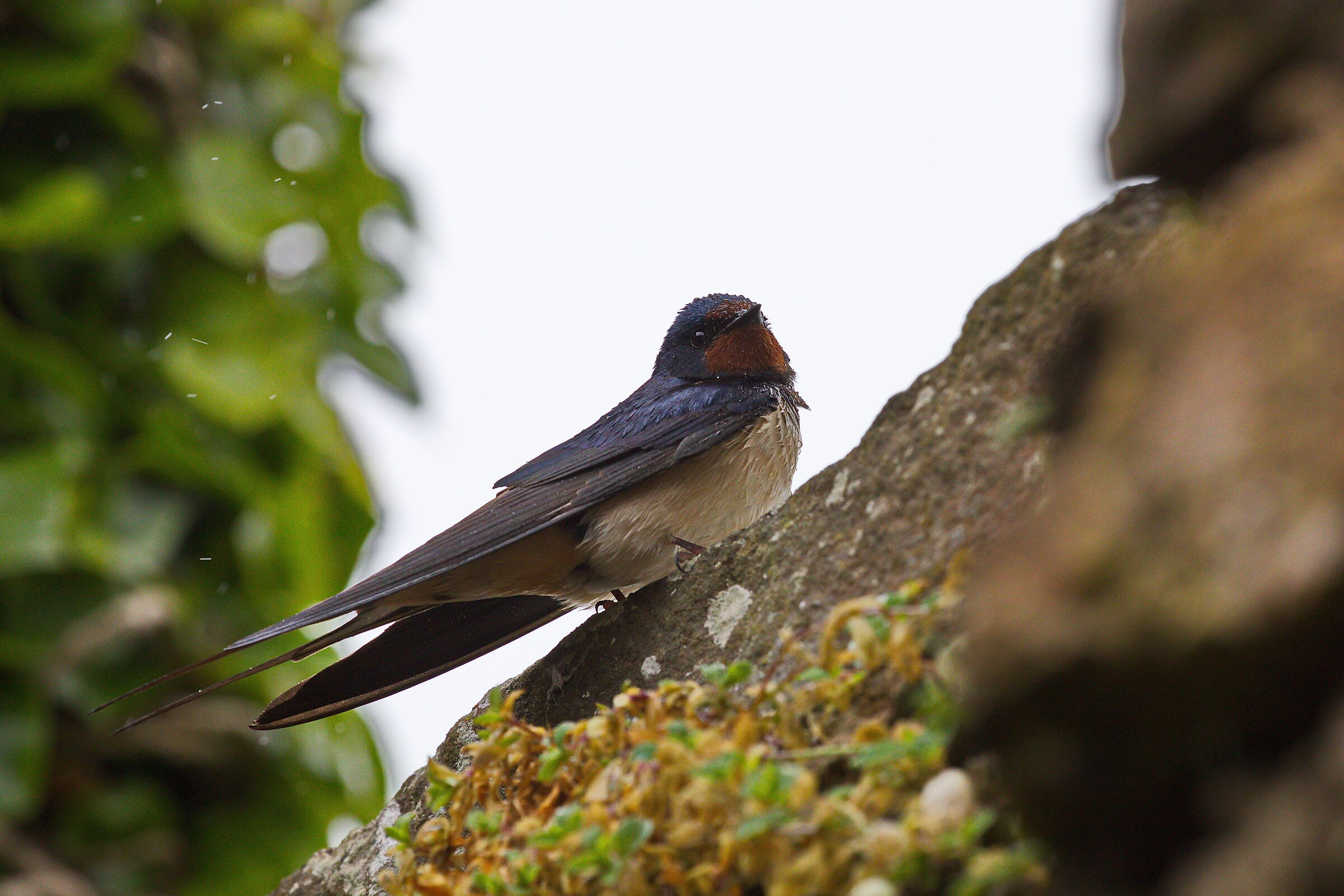Rondinella nella pioggia