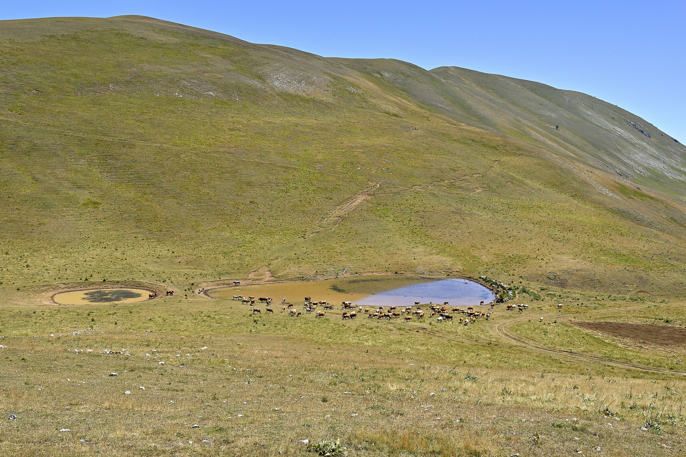 Pascolo con interrogativo