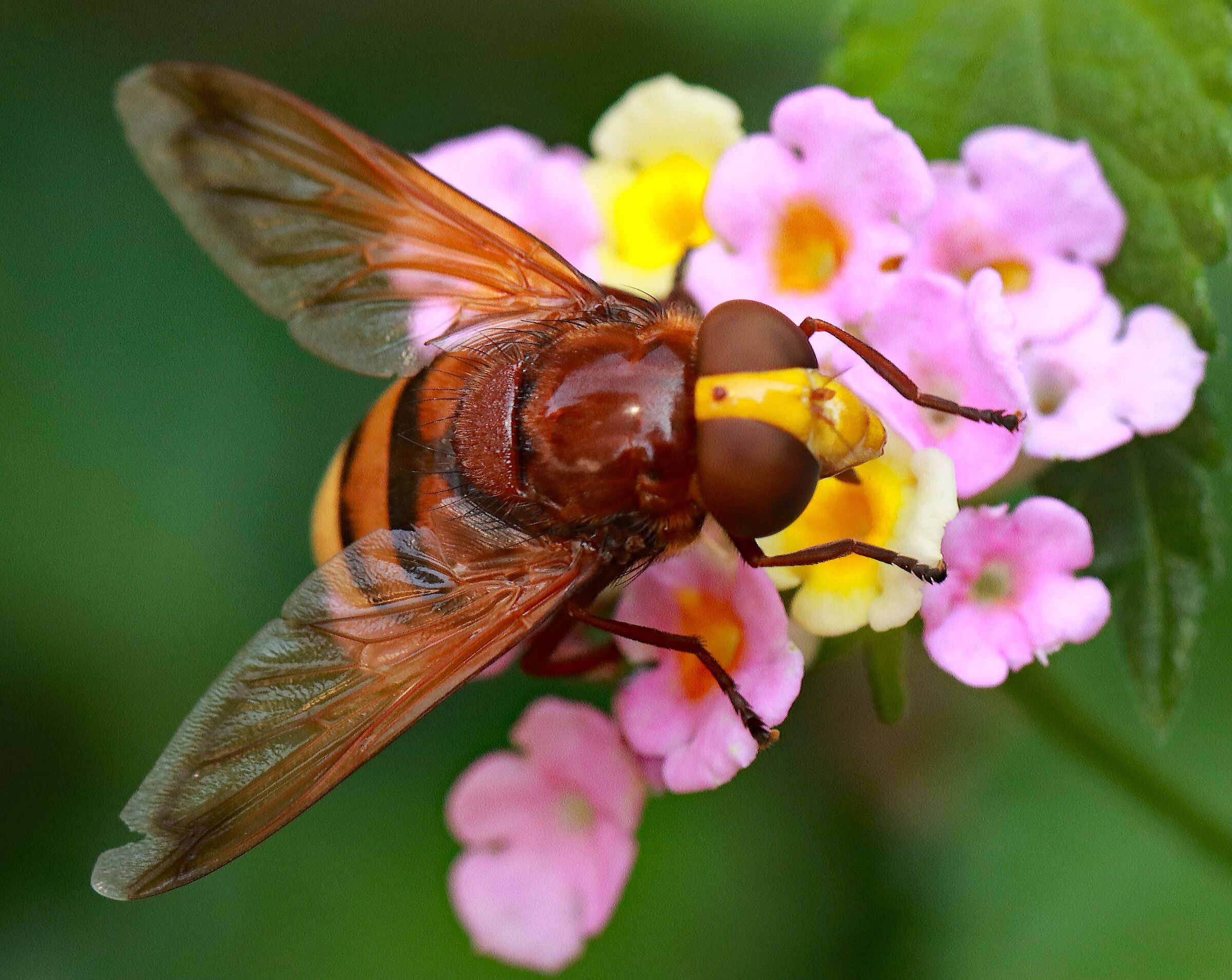 "Volucella zonaria" - 2^ foto