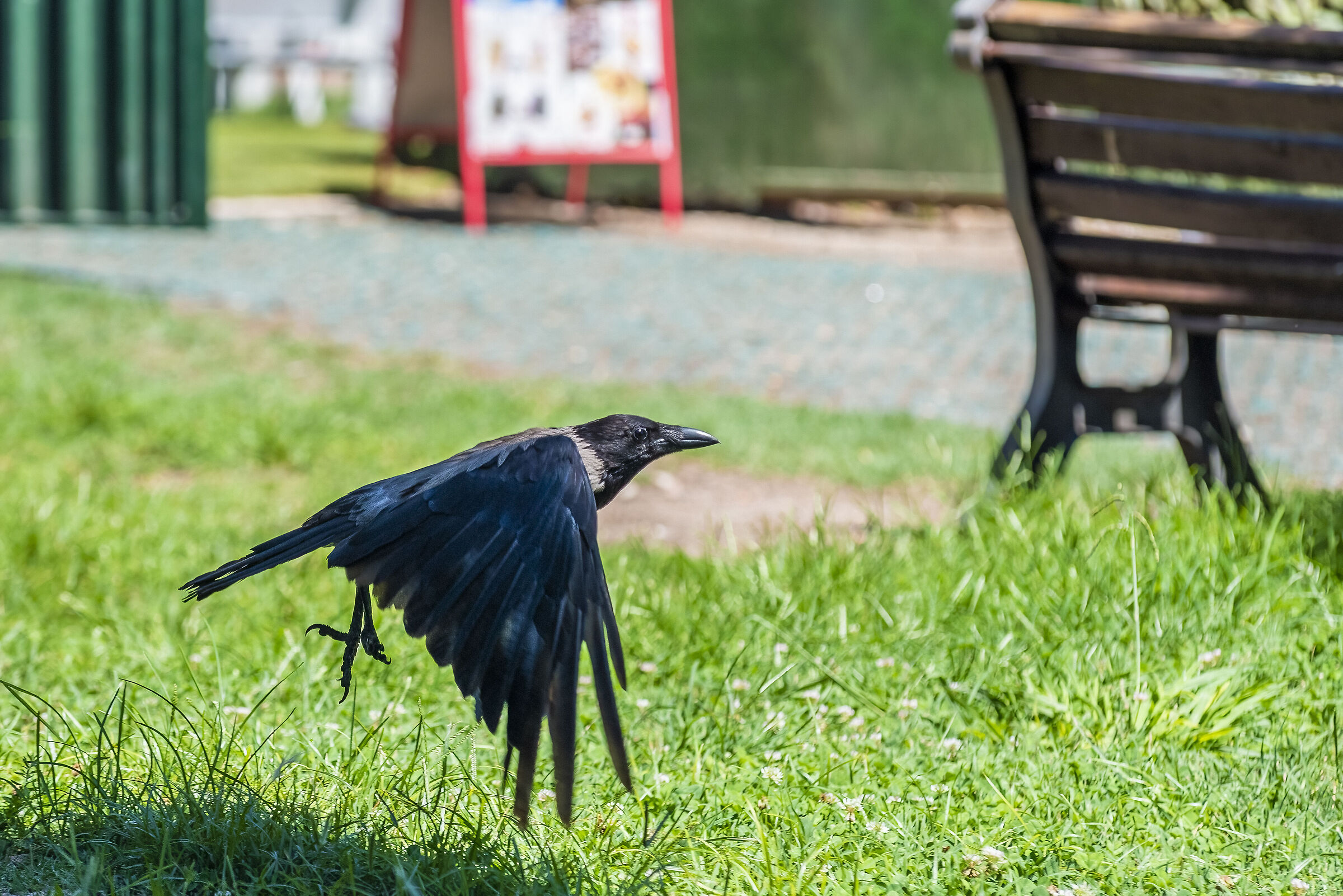 Cornacchia grigia al parchetto dell'Eur