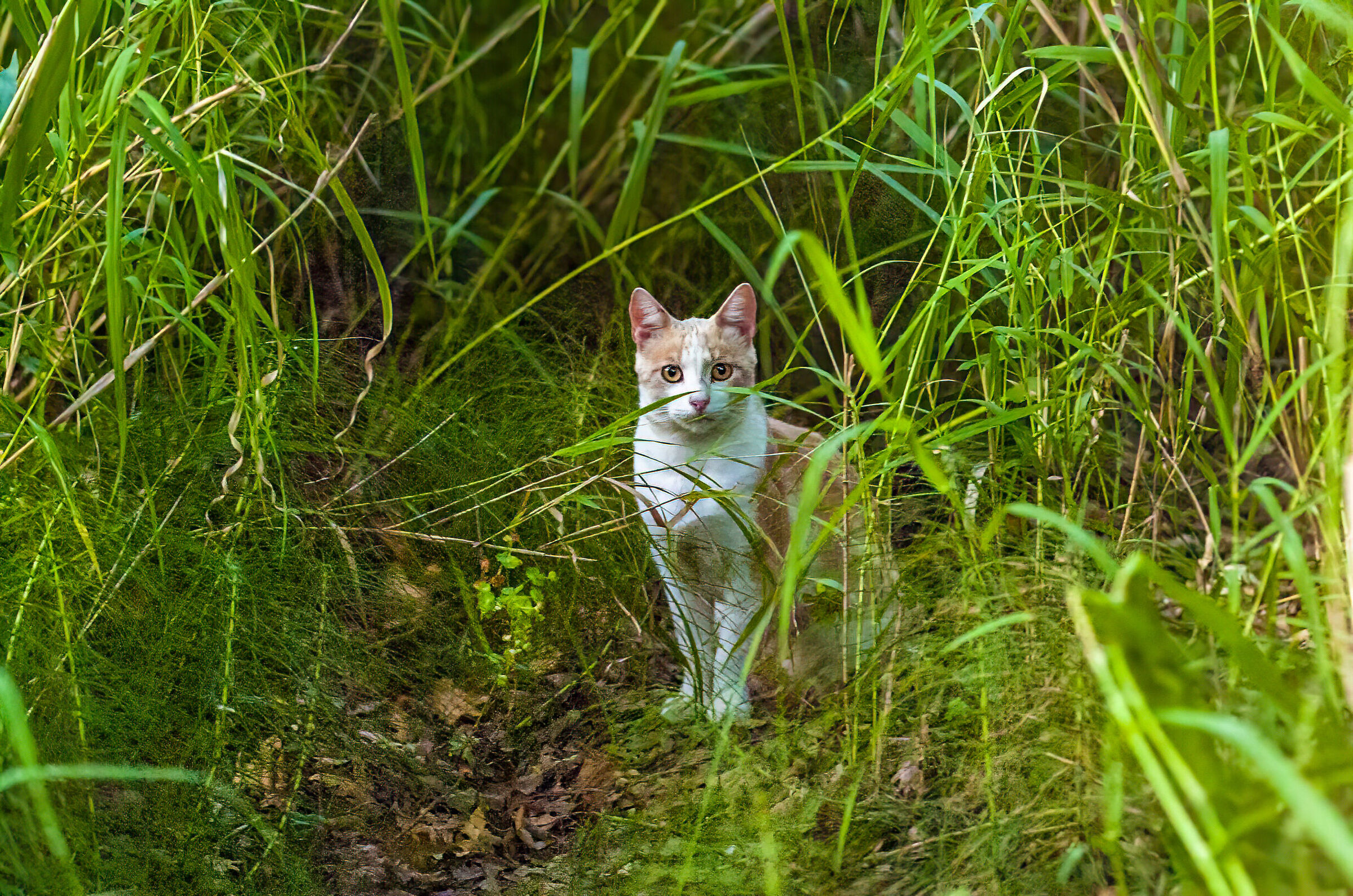 Gattone in mezzo alla natura