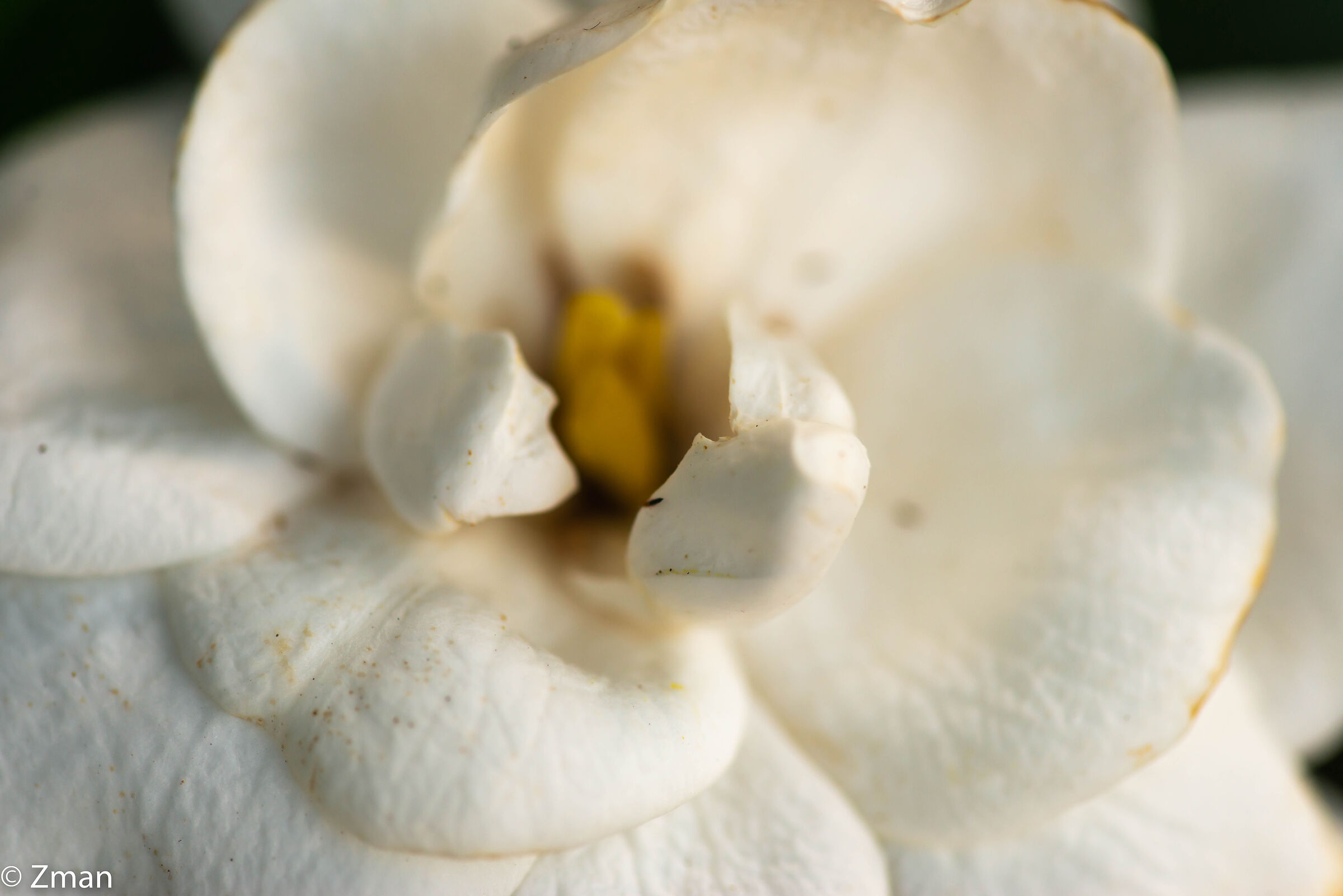 Gardenia Heart