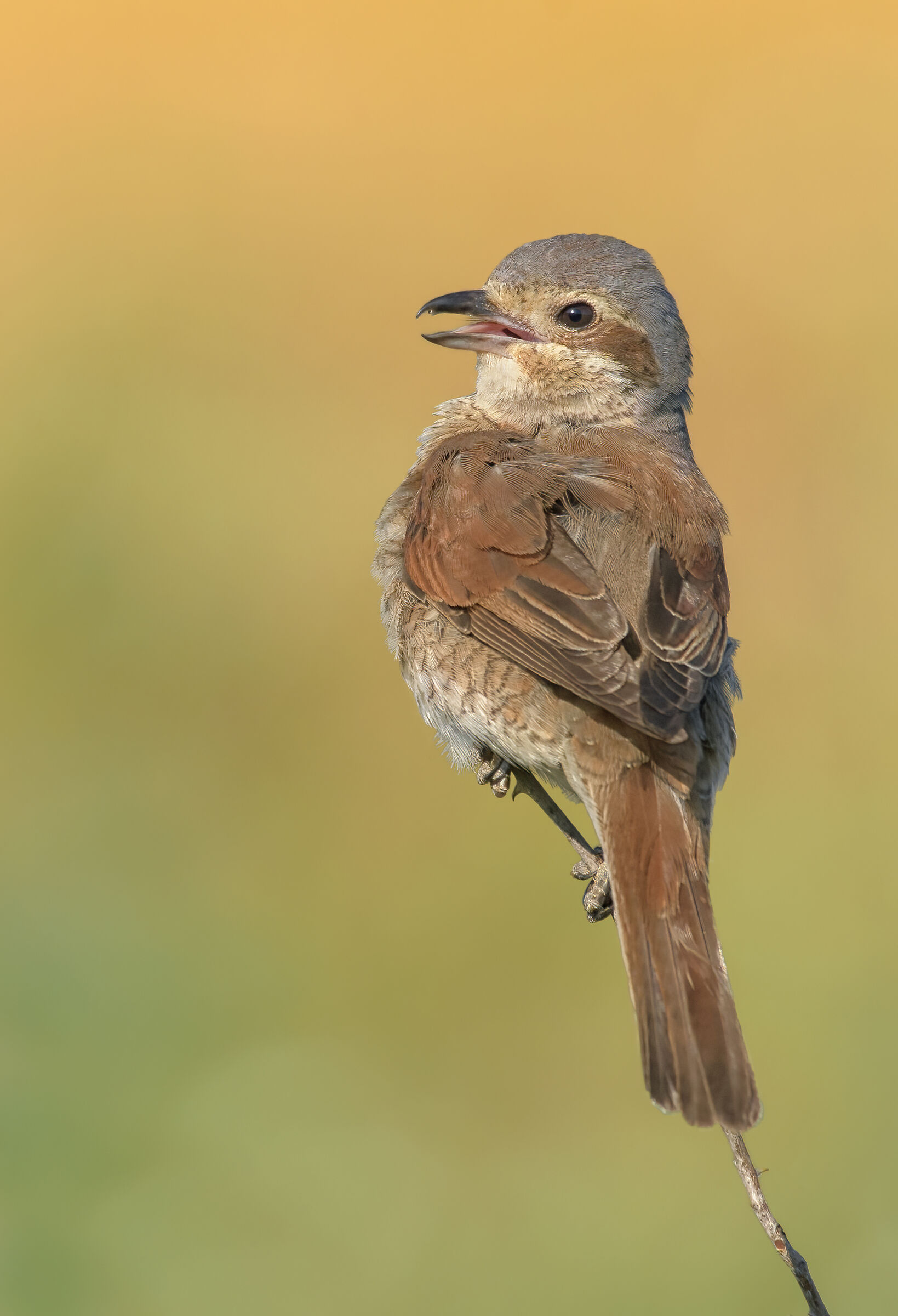 Red-backed shrike