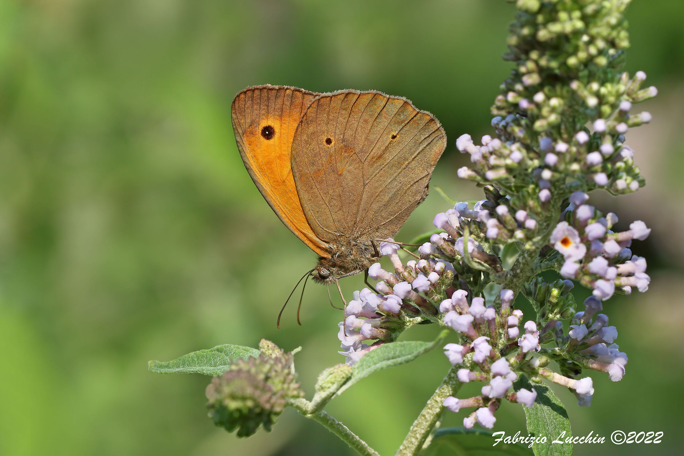 Maniola Jurtina (male specimen)