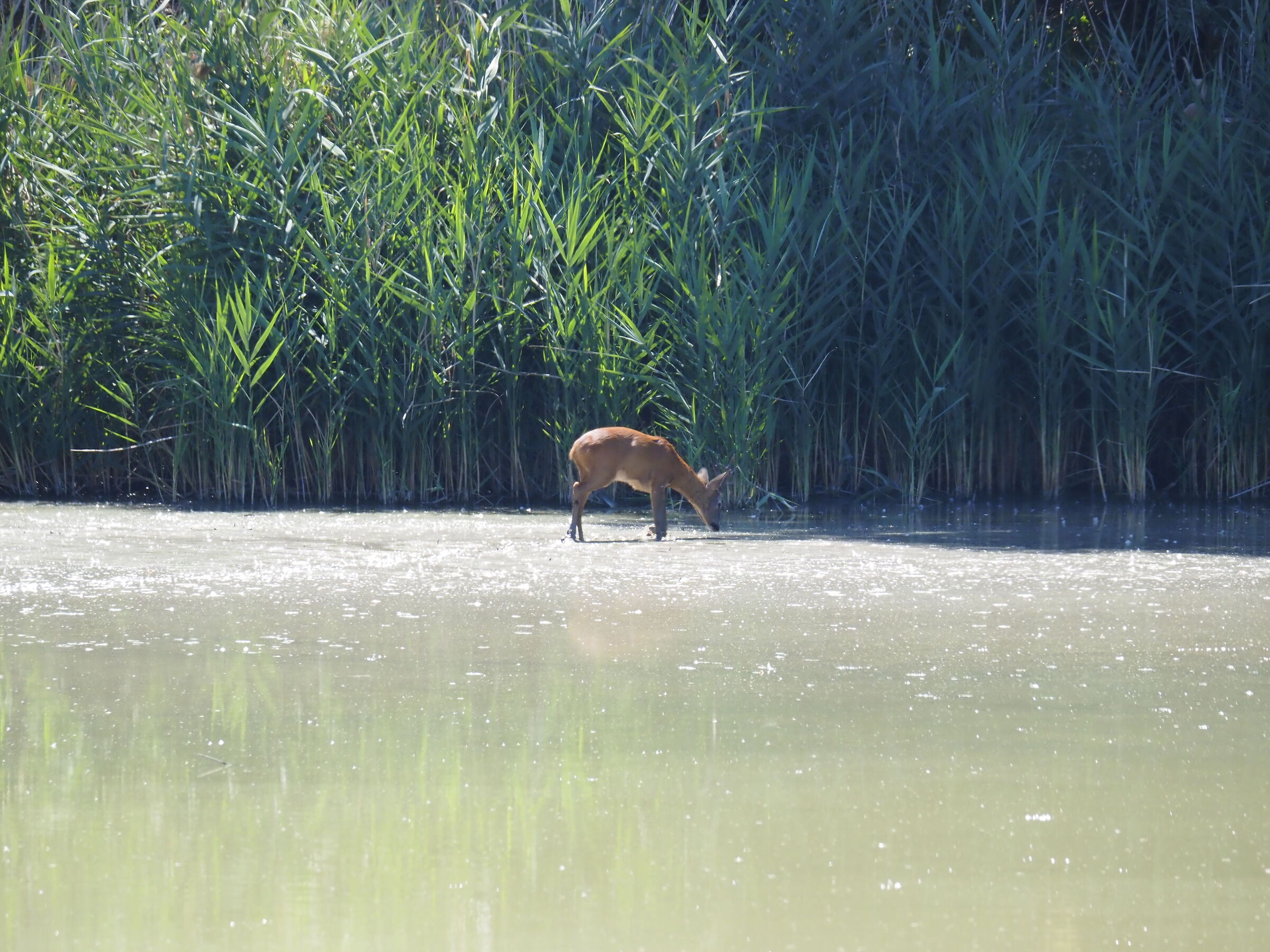Capriolo all'abbeverata