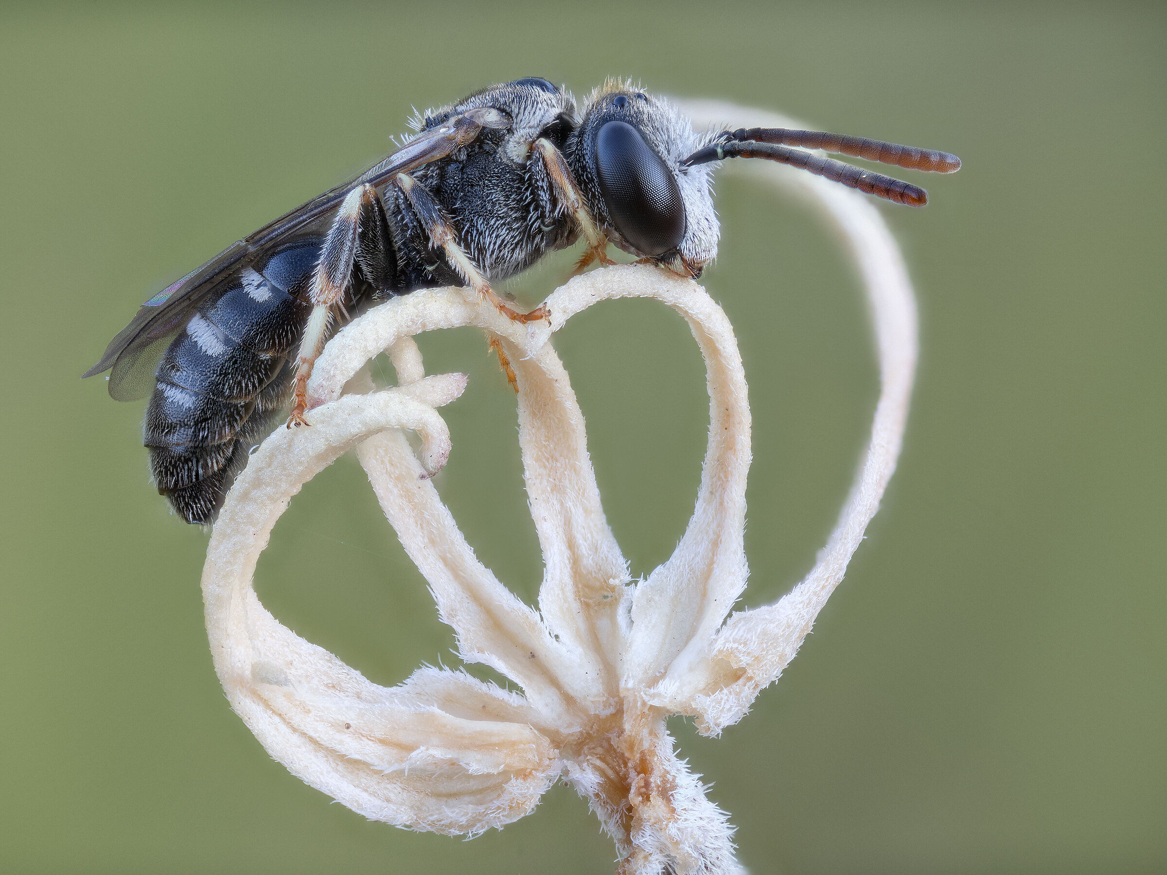 Lasioglossum sp. z o.o.