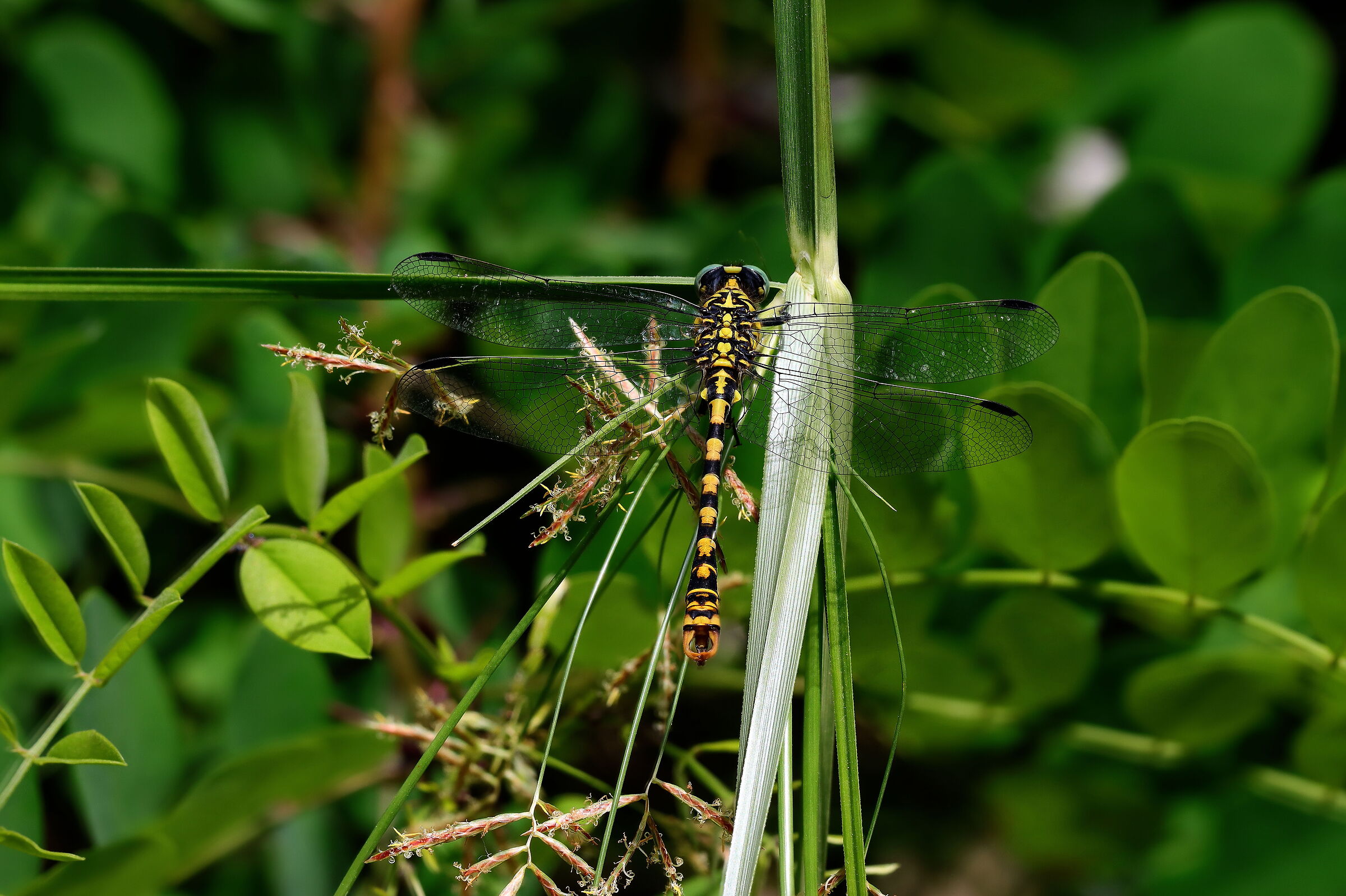 maschio di libellula