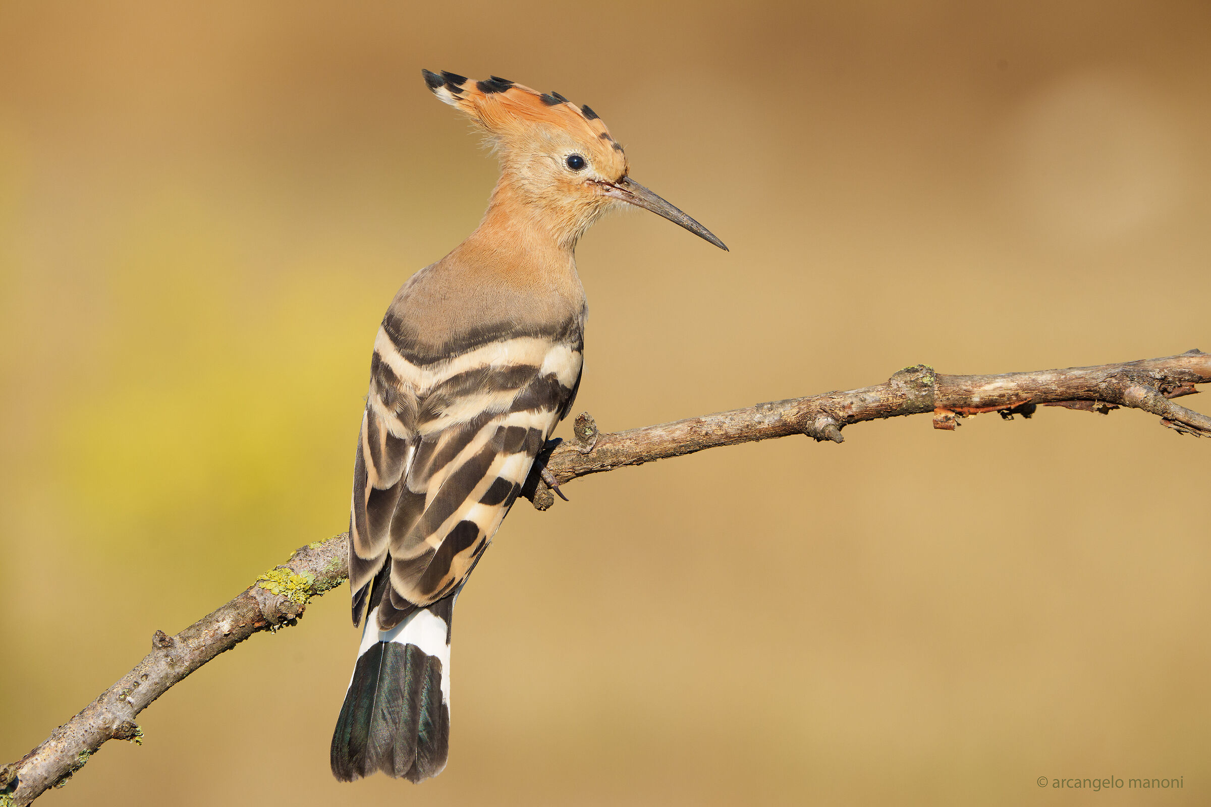 The wonderful hoopoe