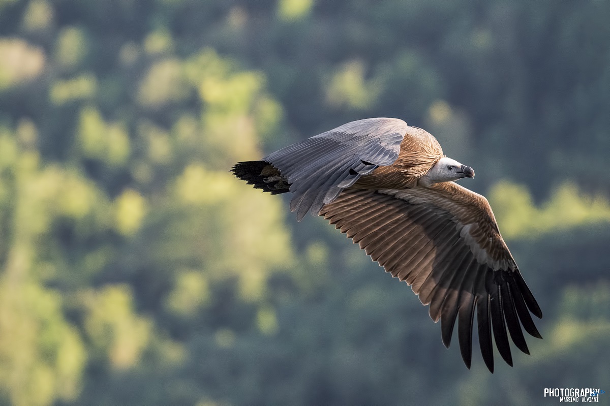 Ti vedo sai.................