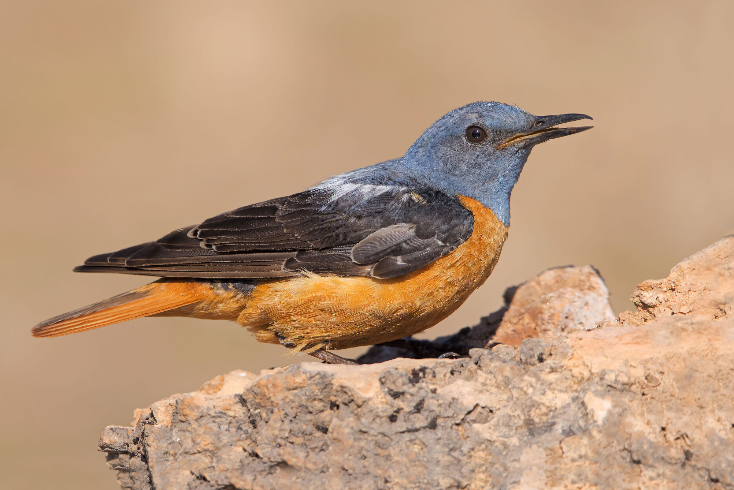 Rock thrush