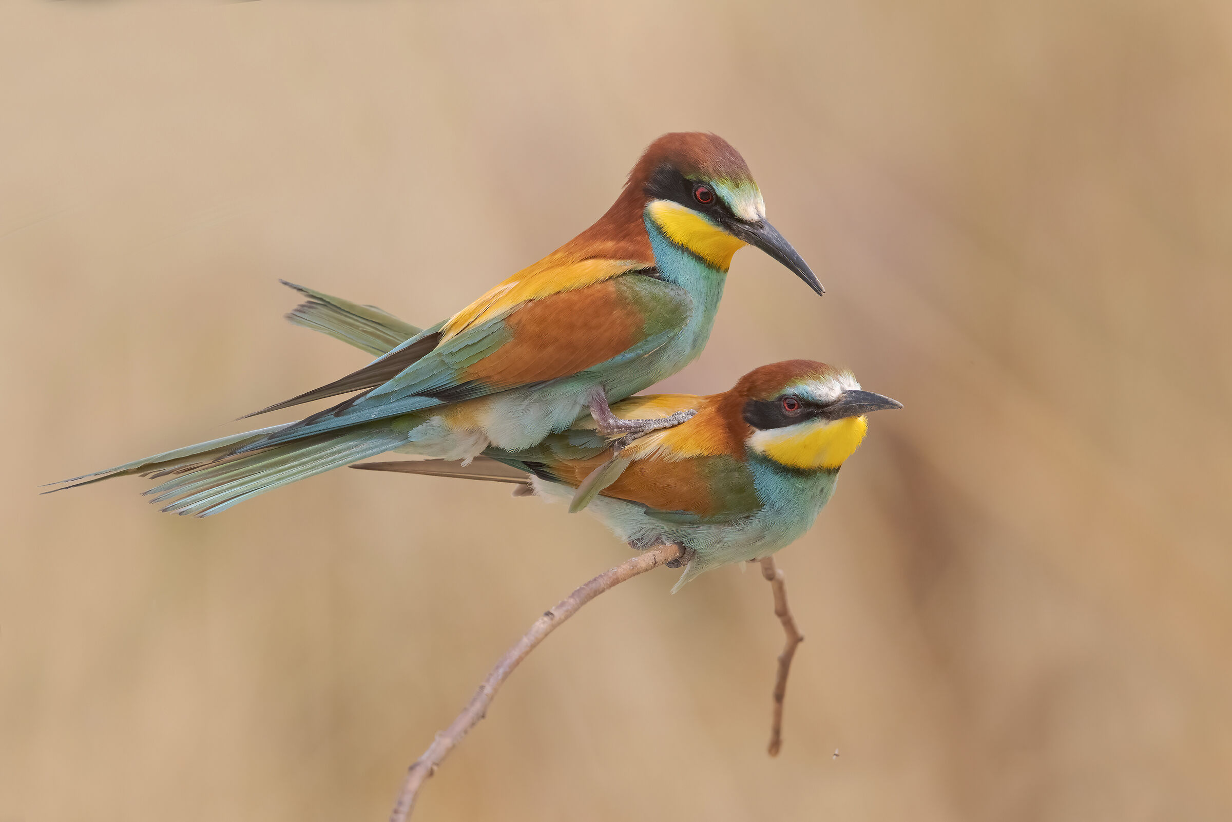 Bee-eaters