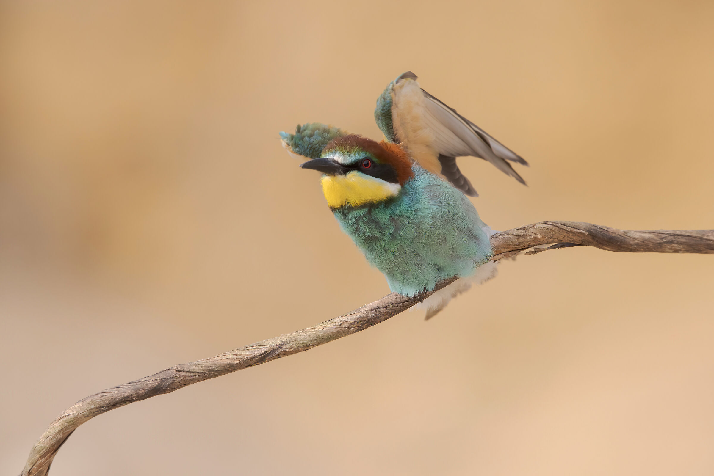 Bee-eater