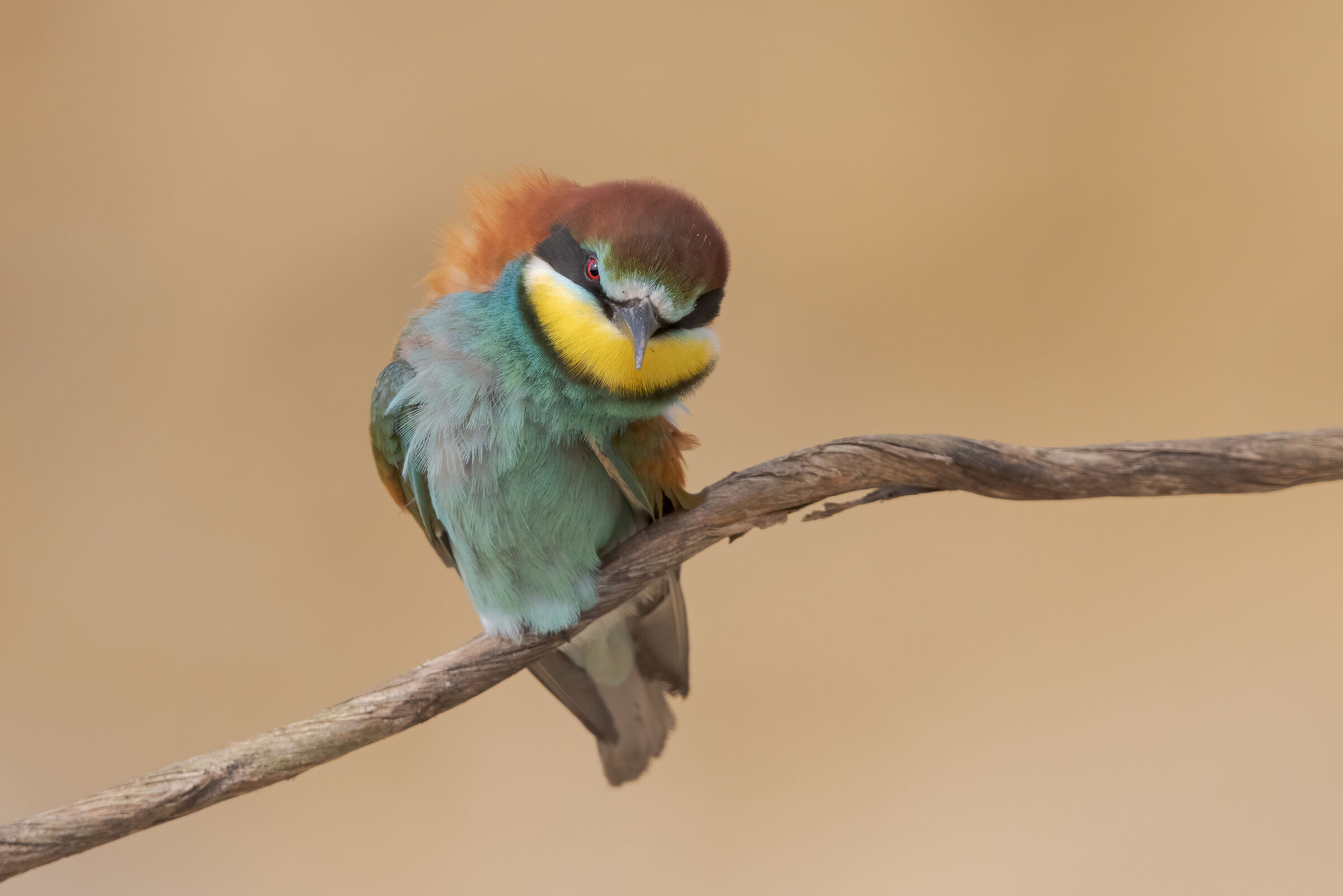 Bee-eater