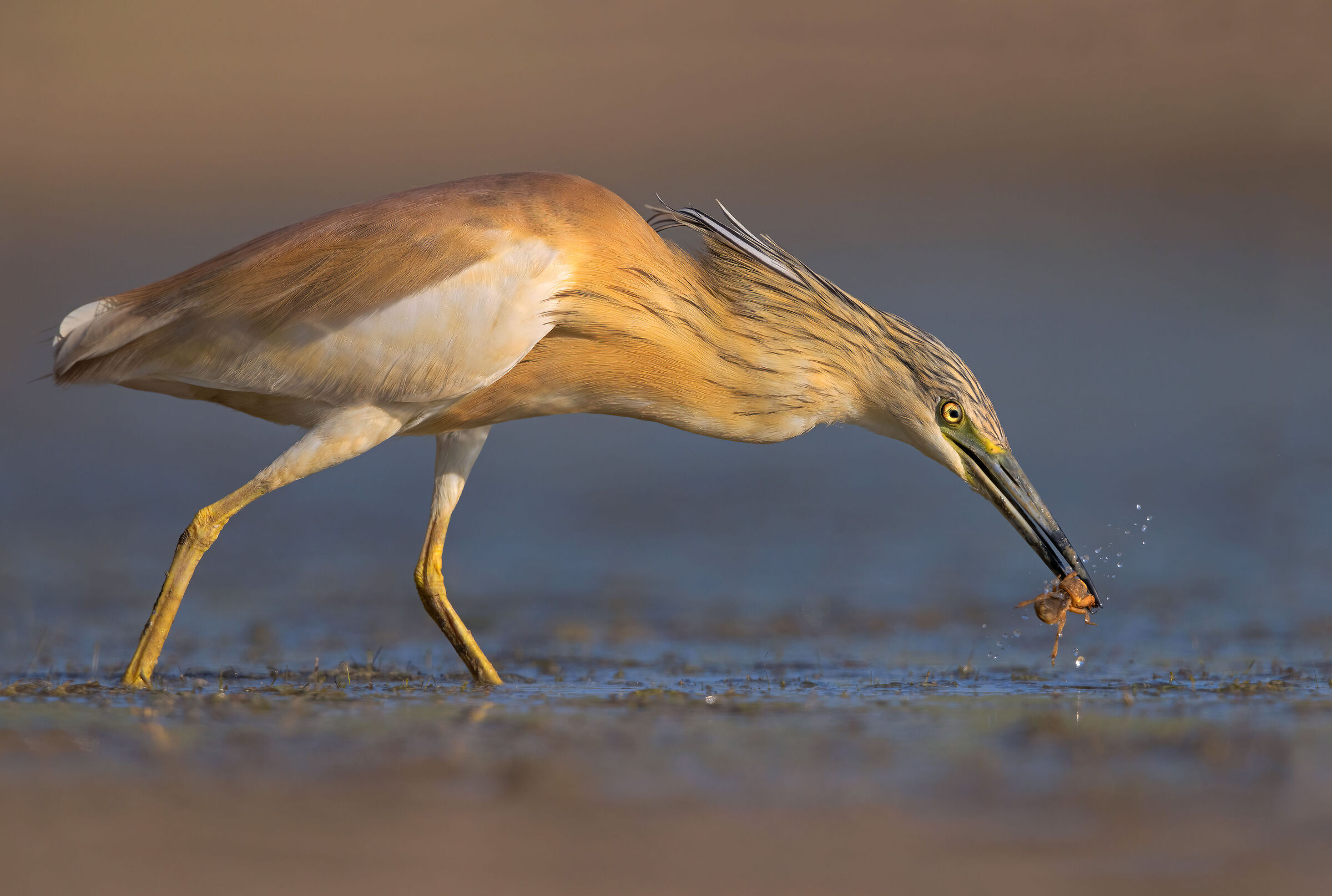 Tufted gauze with grillotalpa