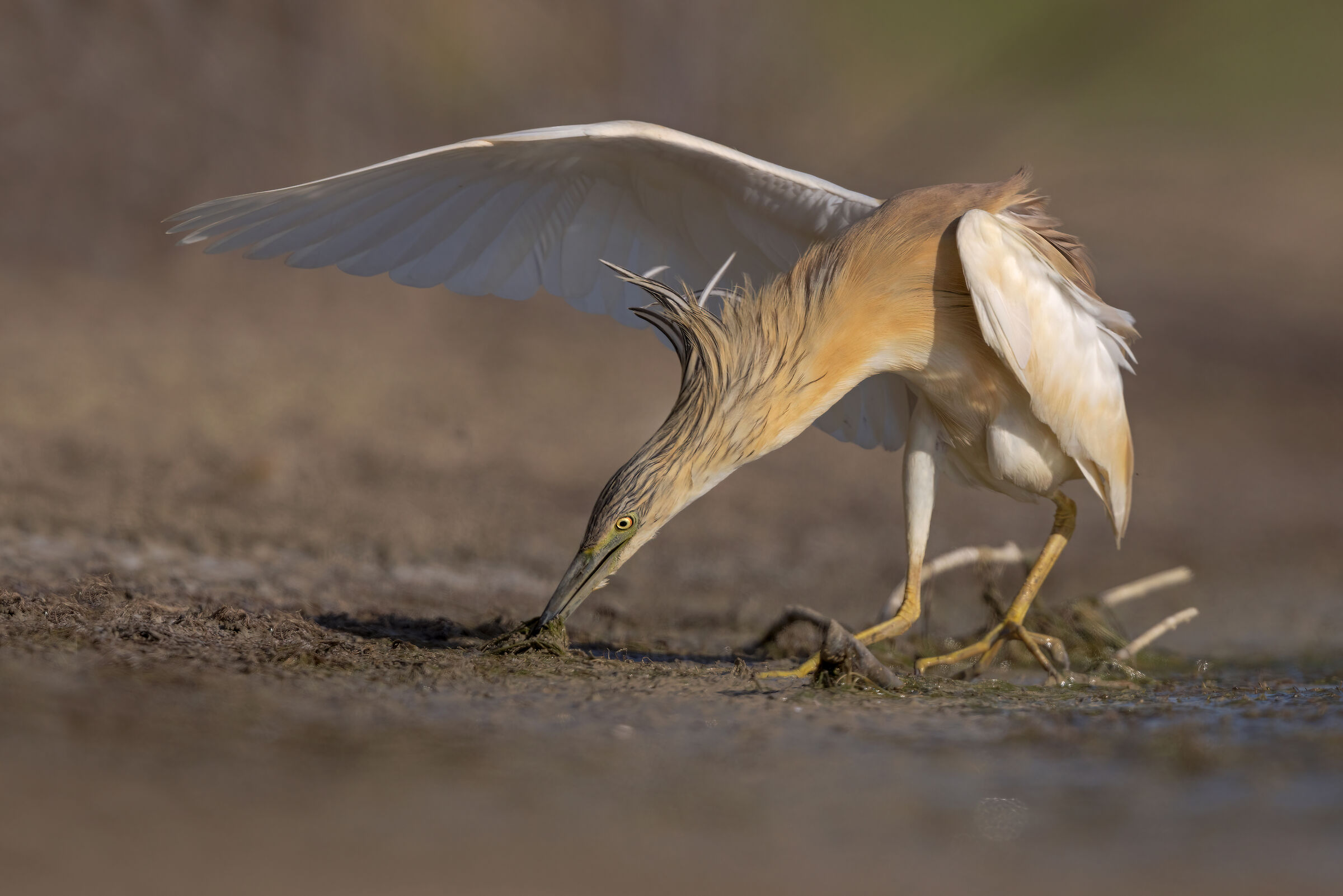 Squacco heron