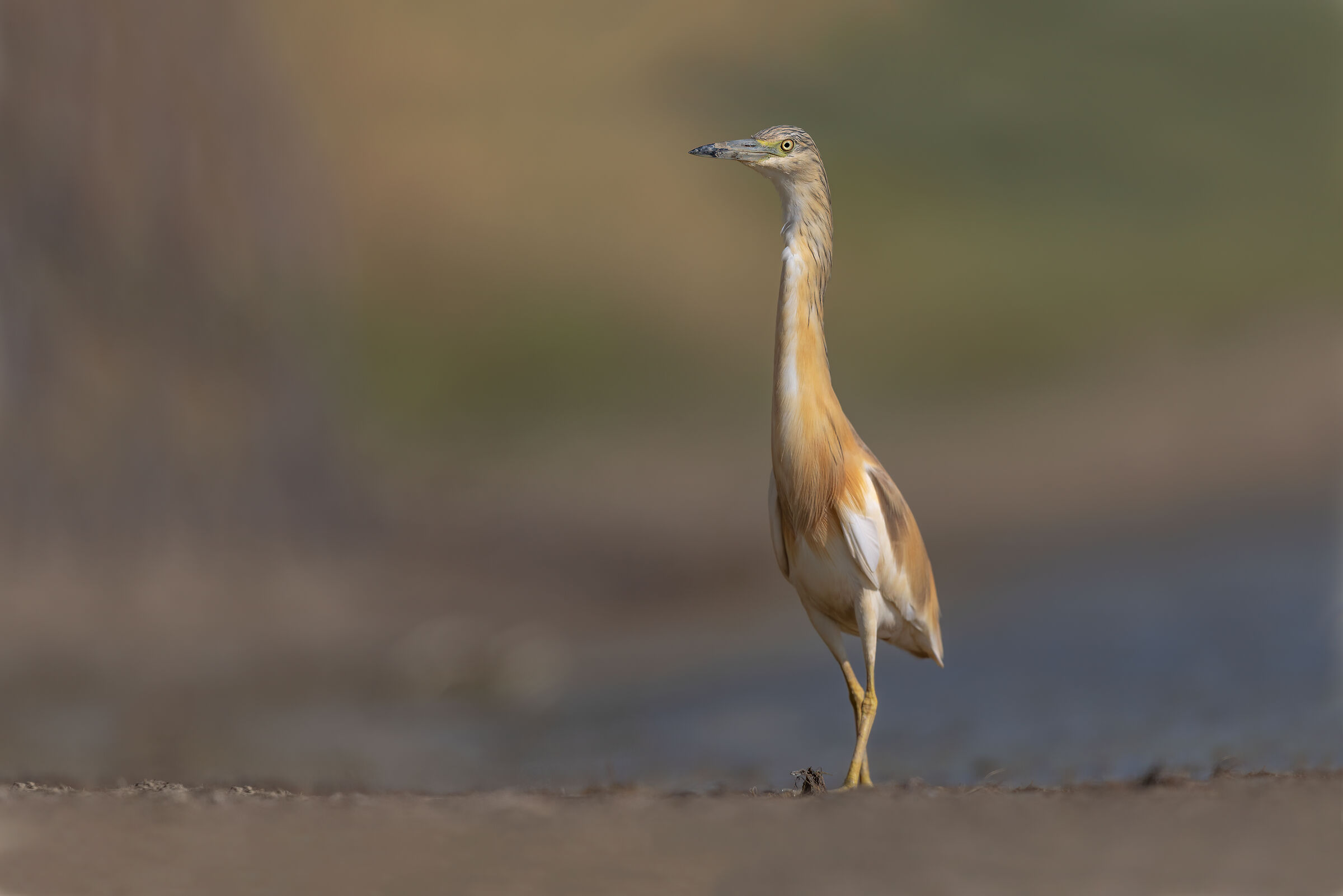 Squacco heron