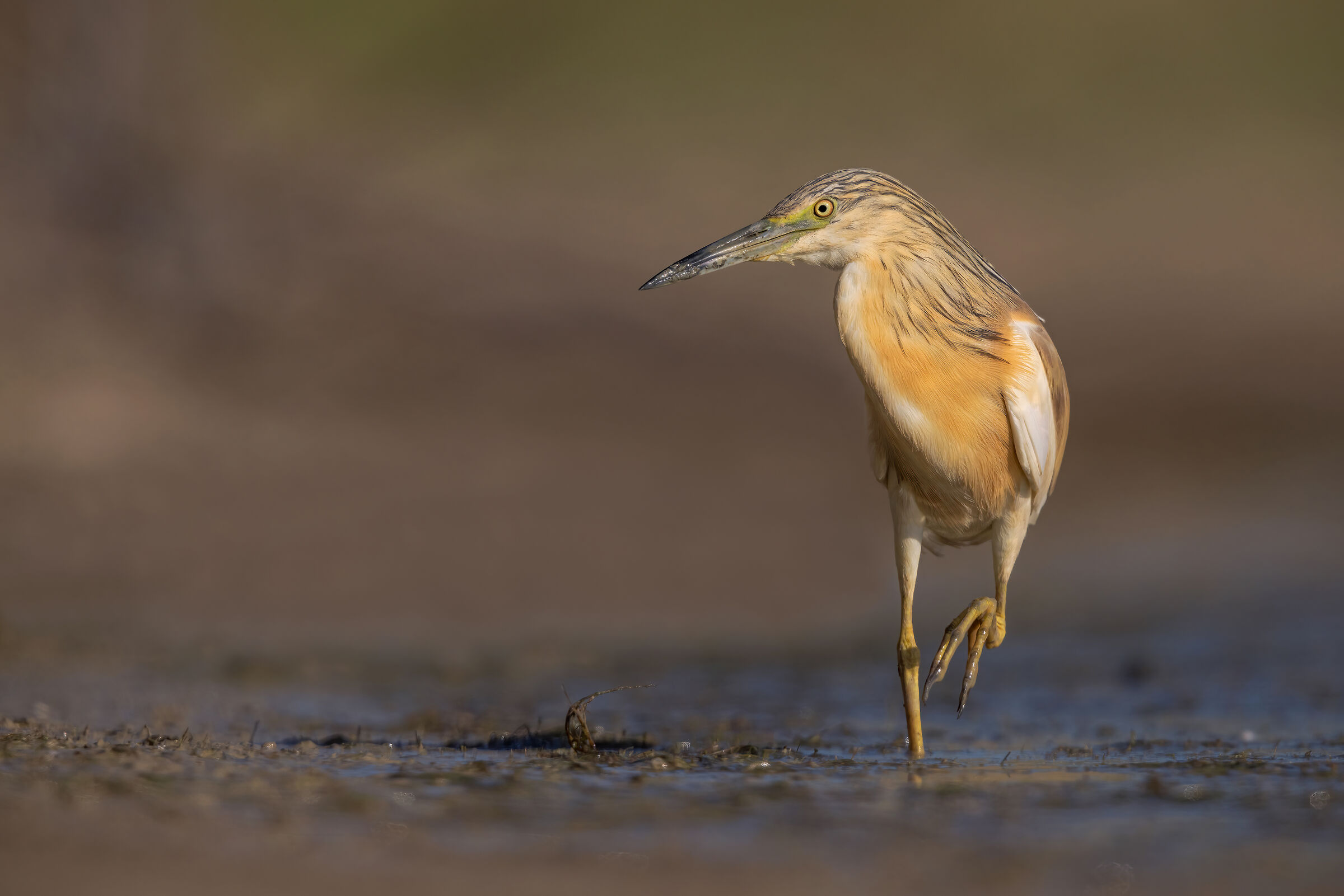Squacco heron