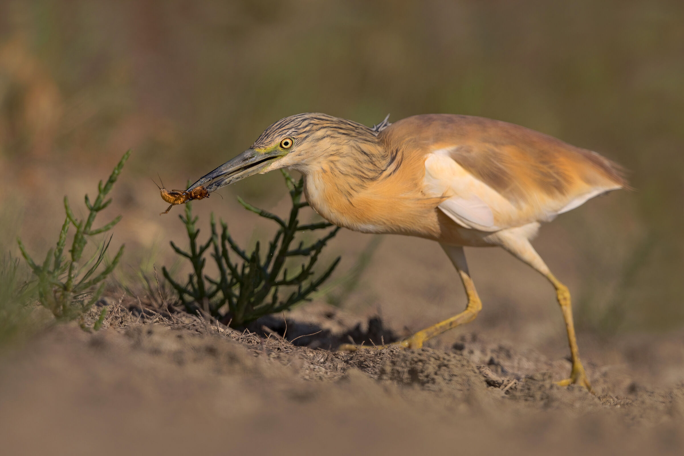 Tufted gauze with grillotalpa