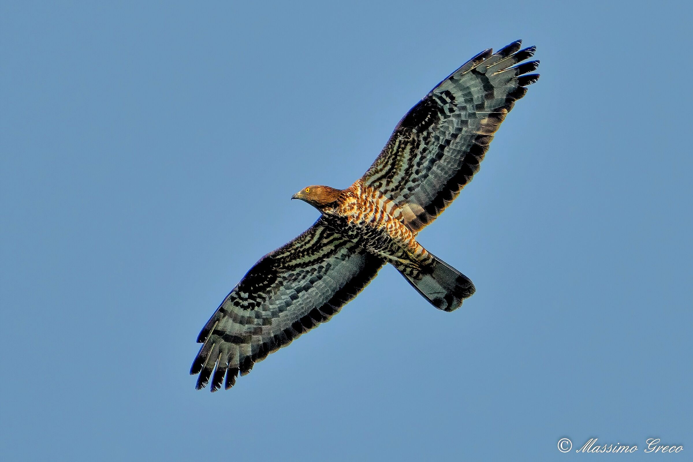 Honey Buzzard (Pernis apivorus)