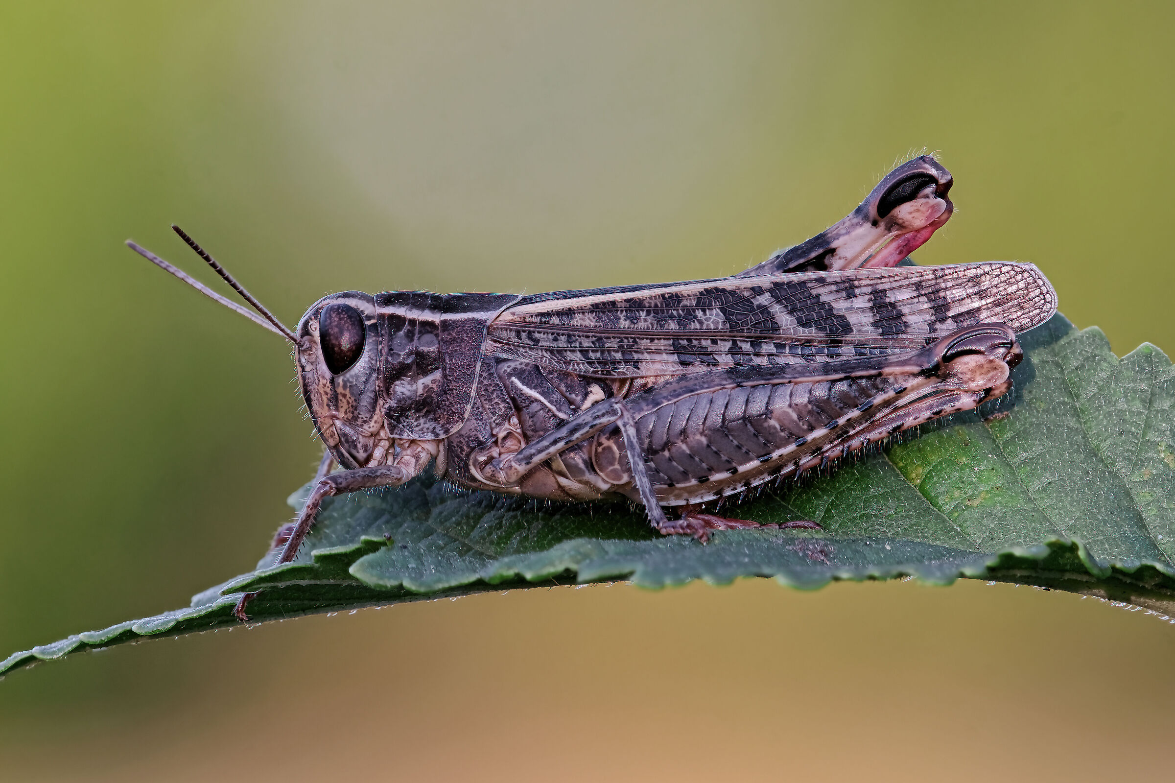 Calliptamus italicus