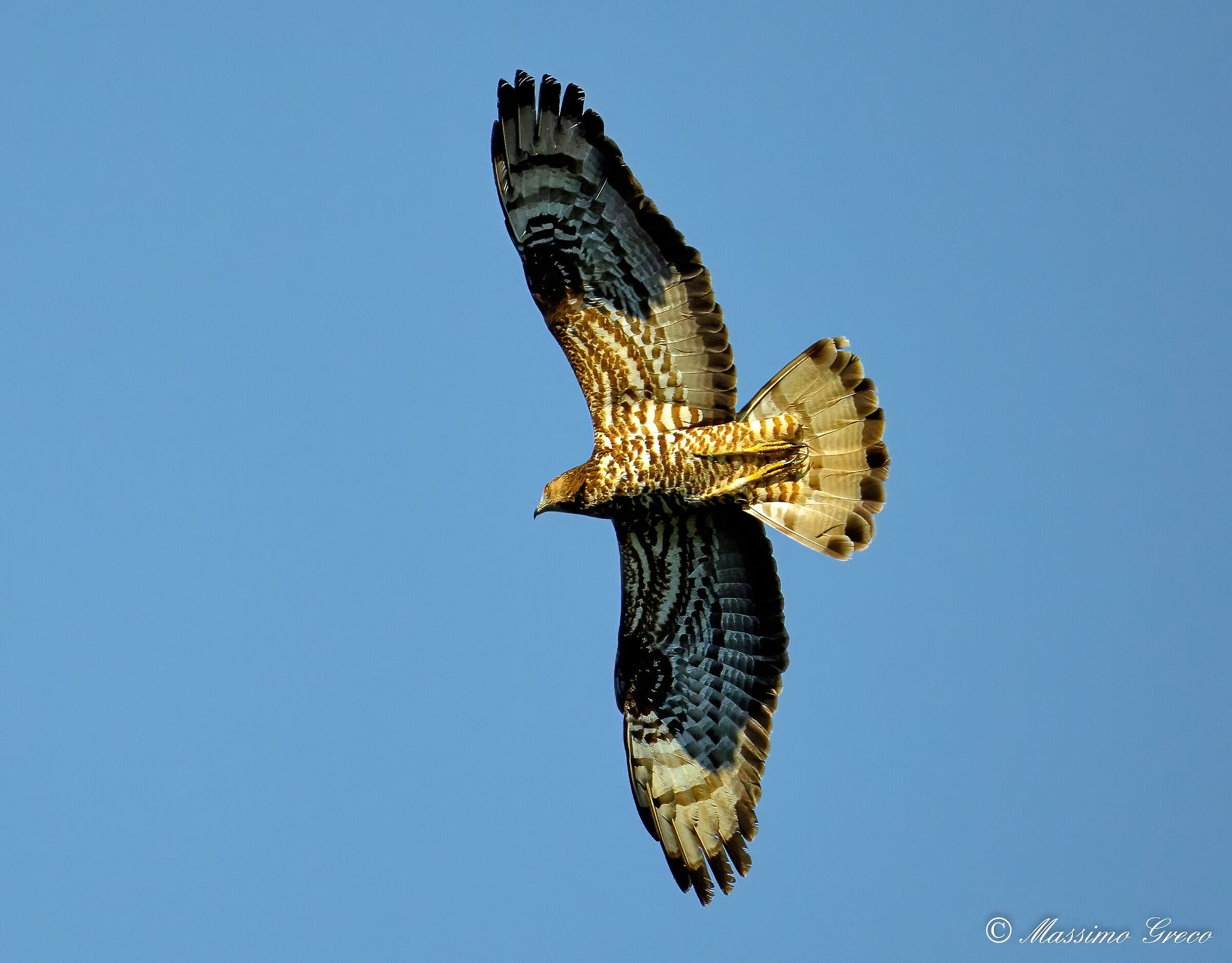 Falco Pecchiaiolo (Pernis apivorus)